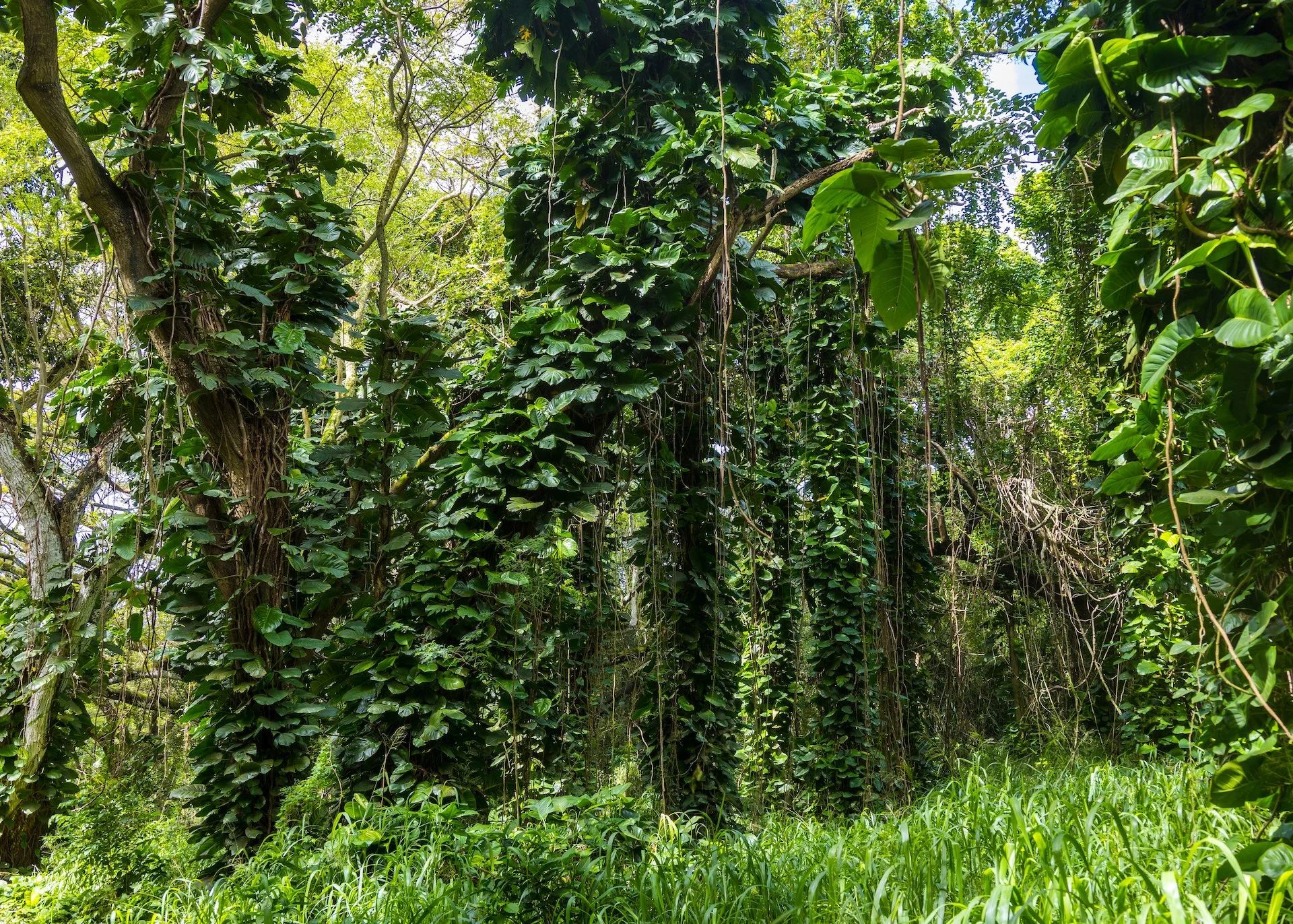  The foliage is so dense, with vines and other plants filling every nook. 