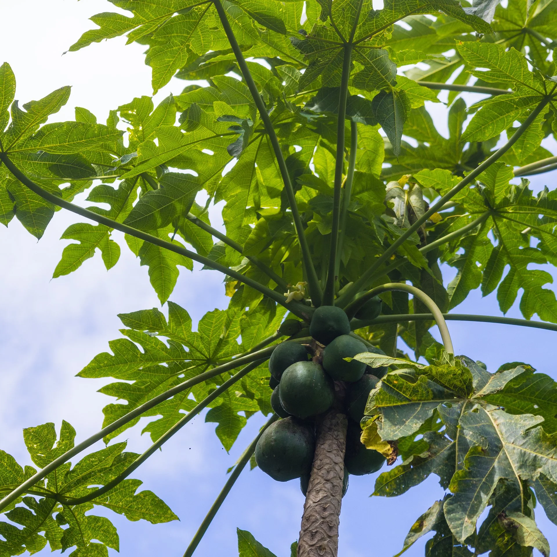  Part of the forest must have been a papaya farm at one point. There were a lot of papaya trees. 