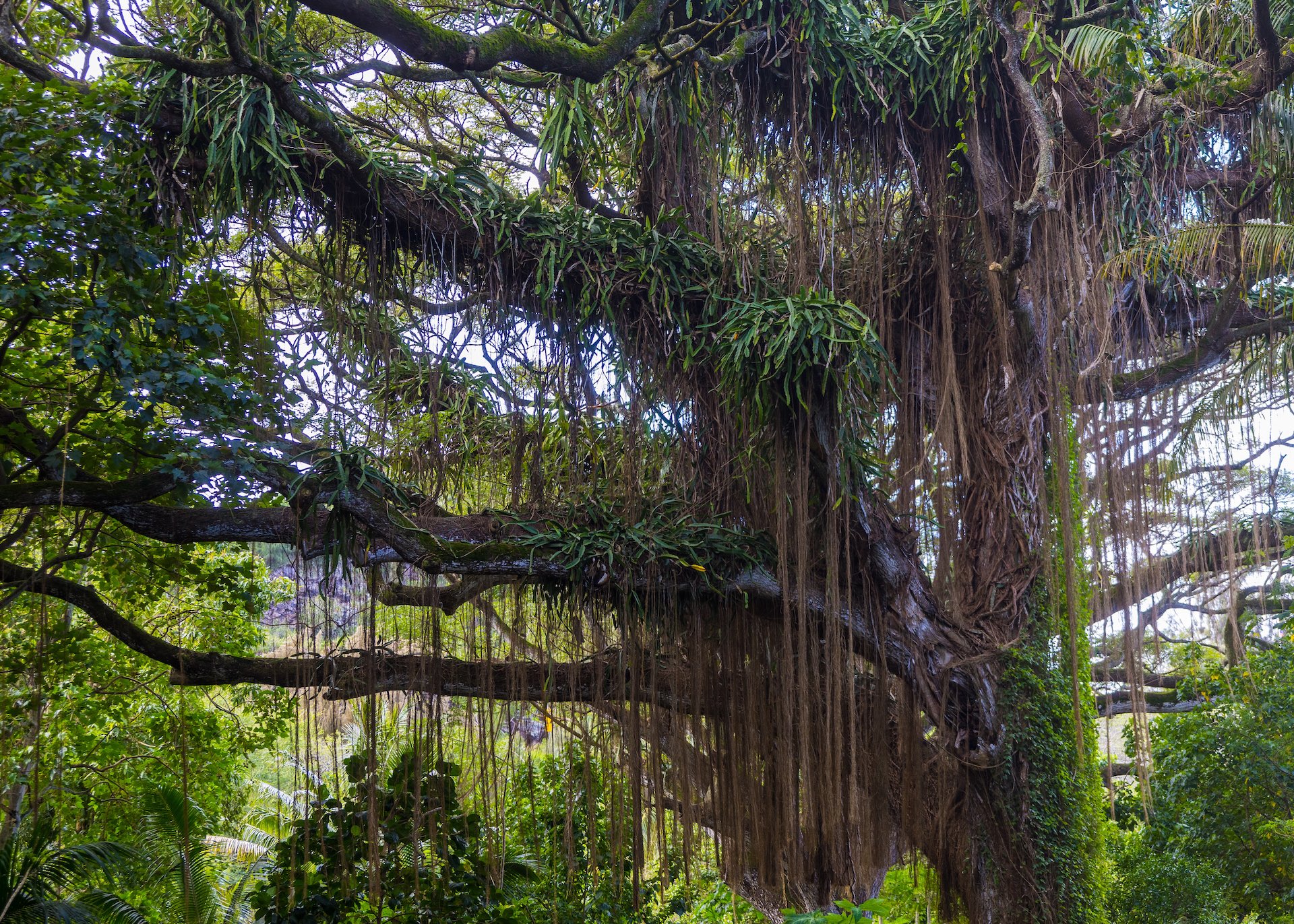  This huge tree had the most amazing vines trailing off it. 