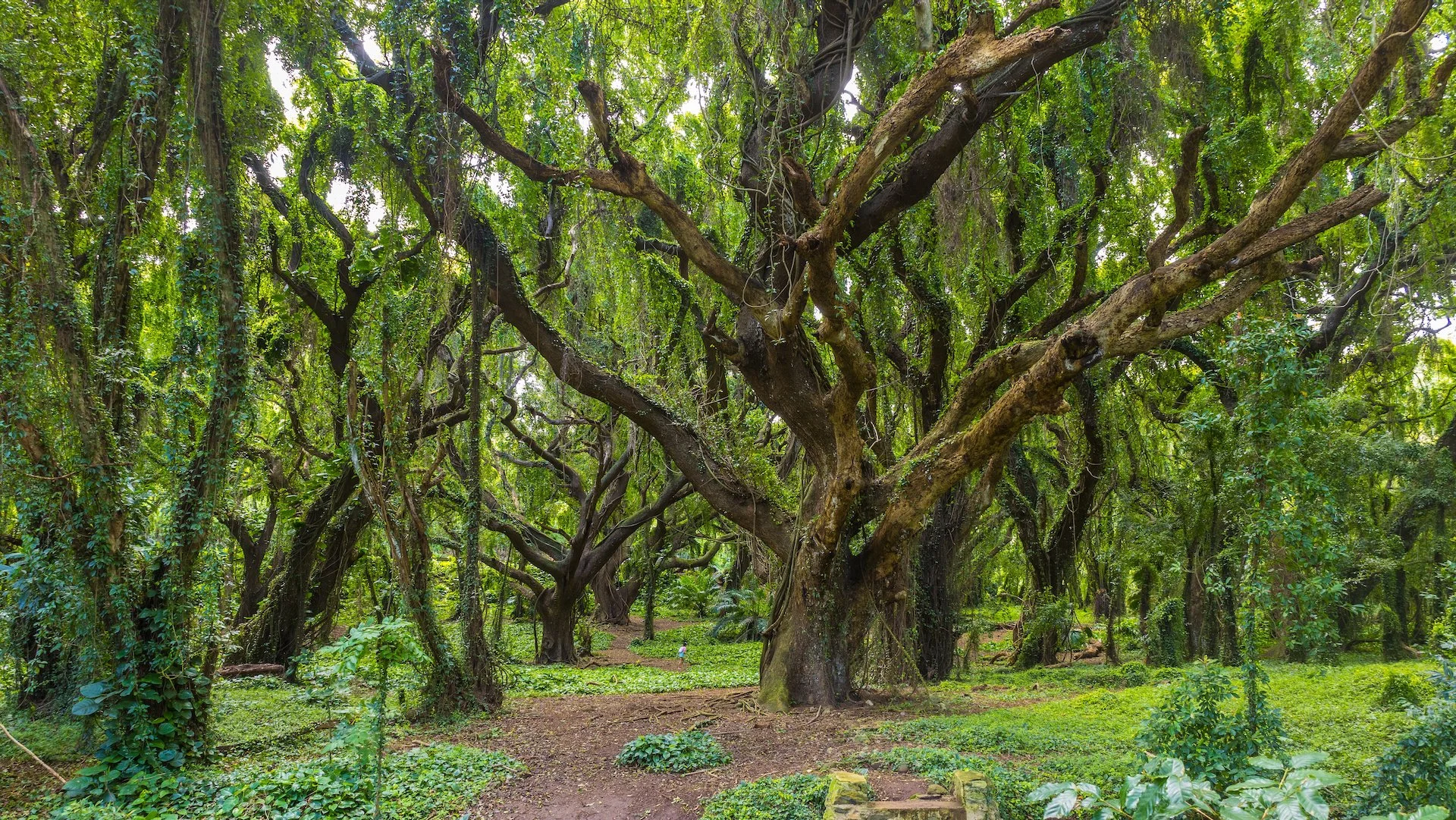  This was the forest that captured our imagination on the way by in the morning. Photos just don’t really do it justice.  