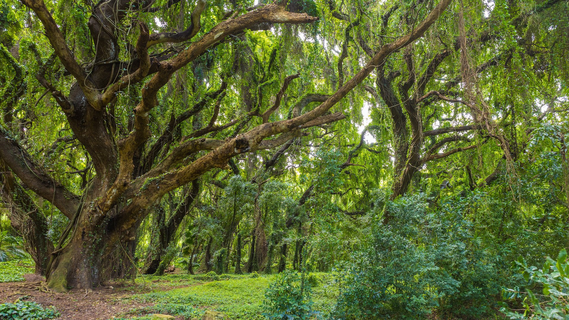  It has a bit of a fantasy vibe to it. 