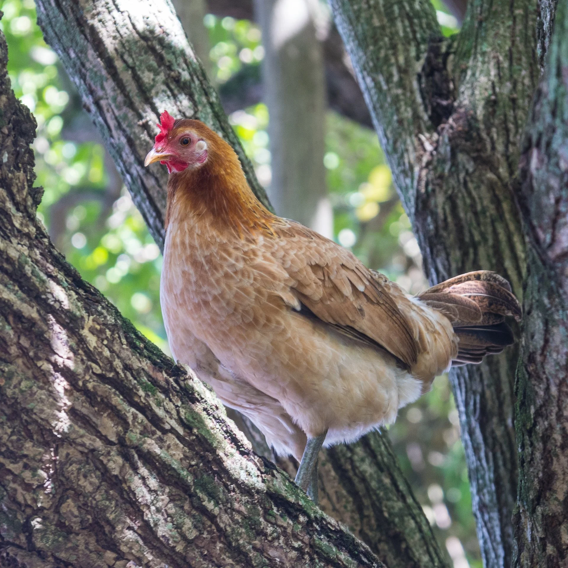  The chickens were even up in the trees. 
