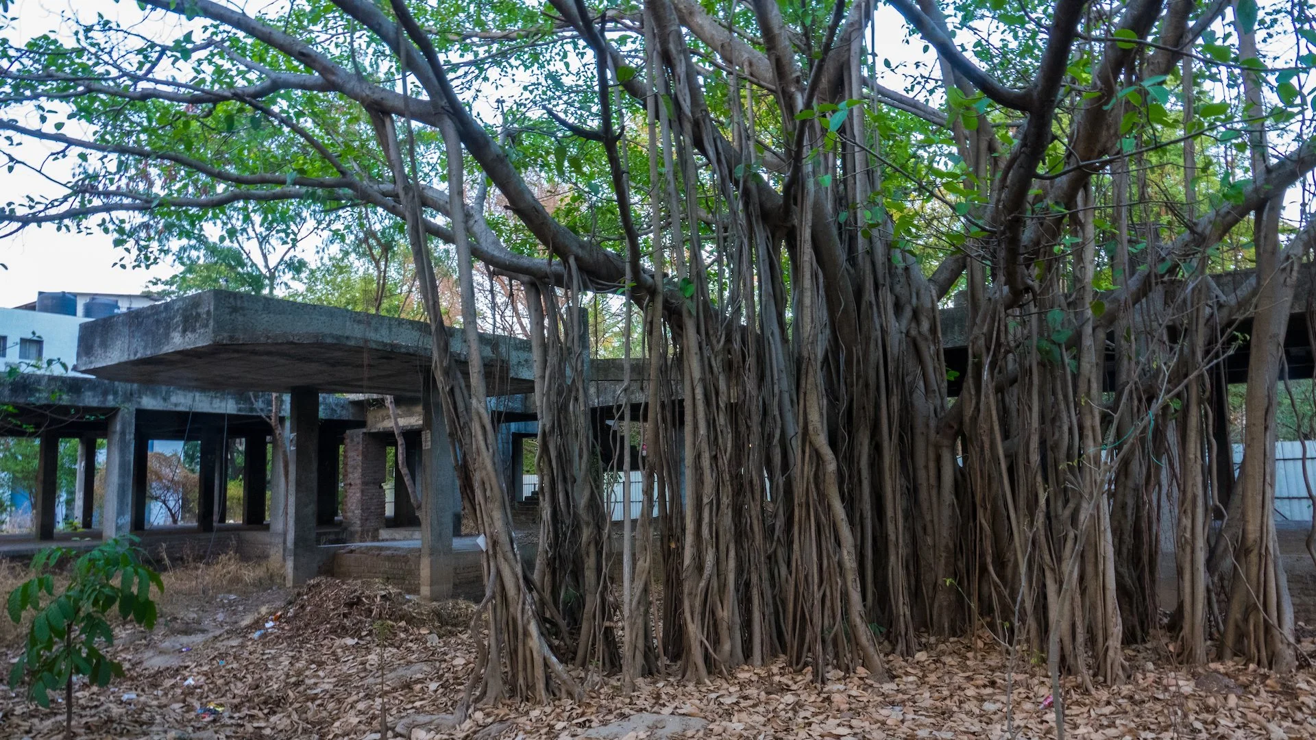  A cool banyan tree out front of some unfinished structures.  