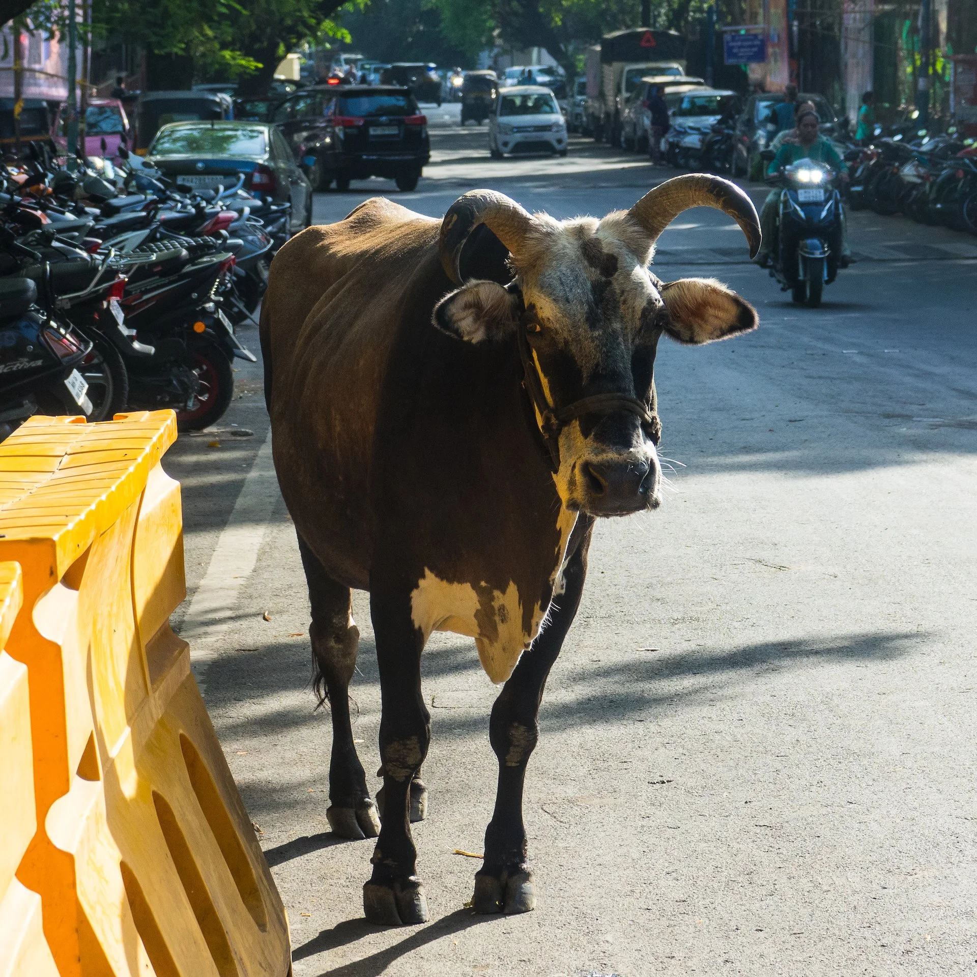  Yes, the tales about cows in India are true. You randomly find cows on the roads, even in the city. 