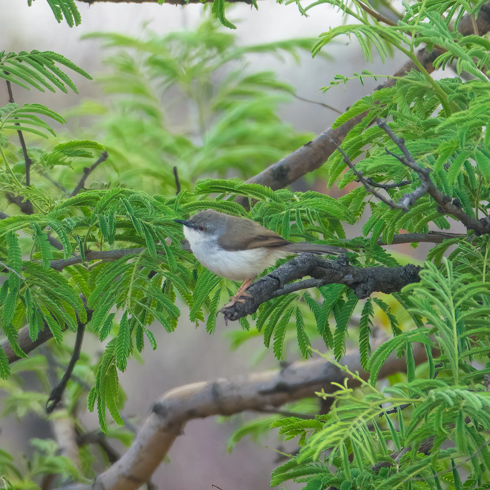 I believe this is a Grey-breasted Prinia