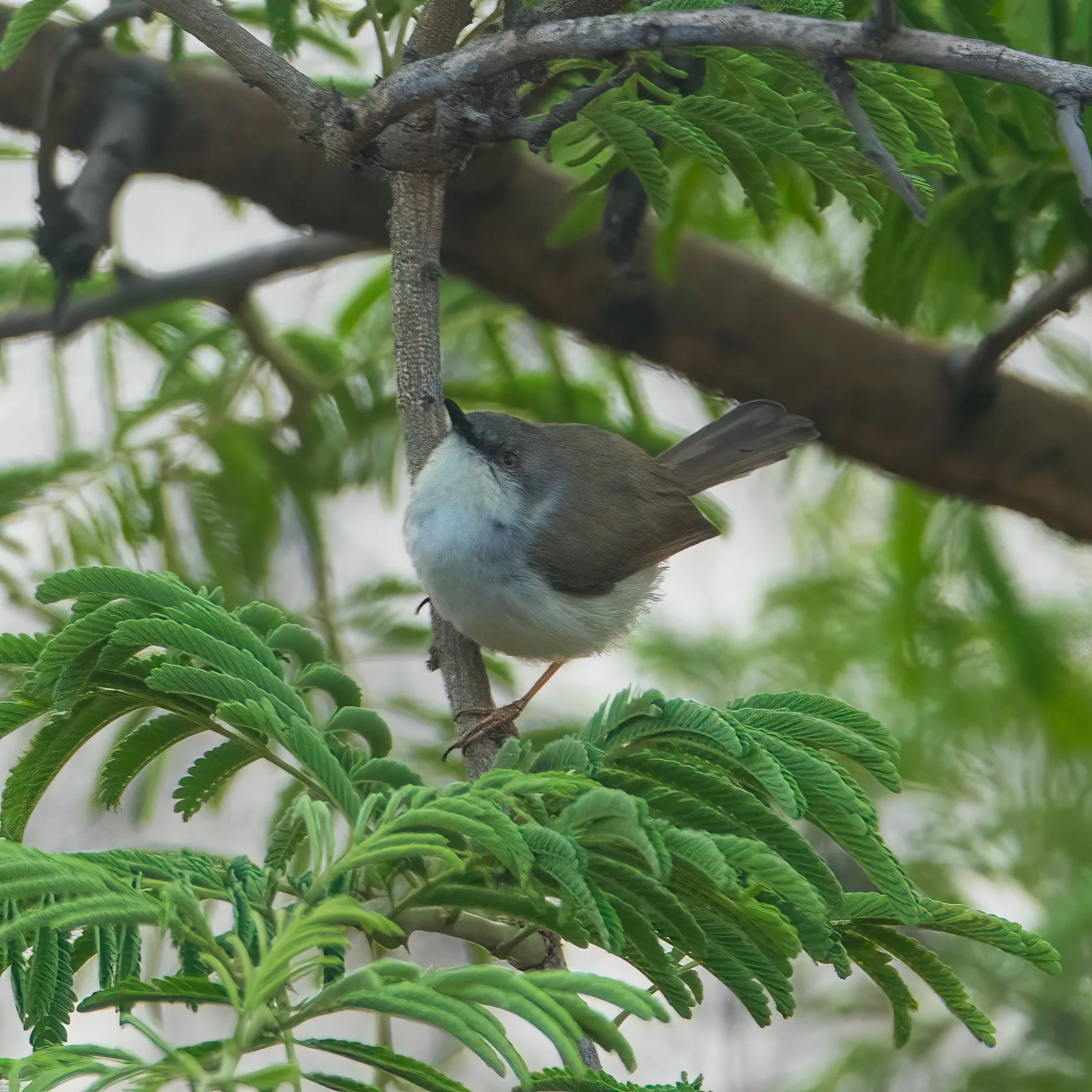 2023 04 Pune First Week - 79.jpeg