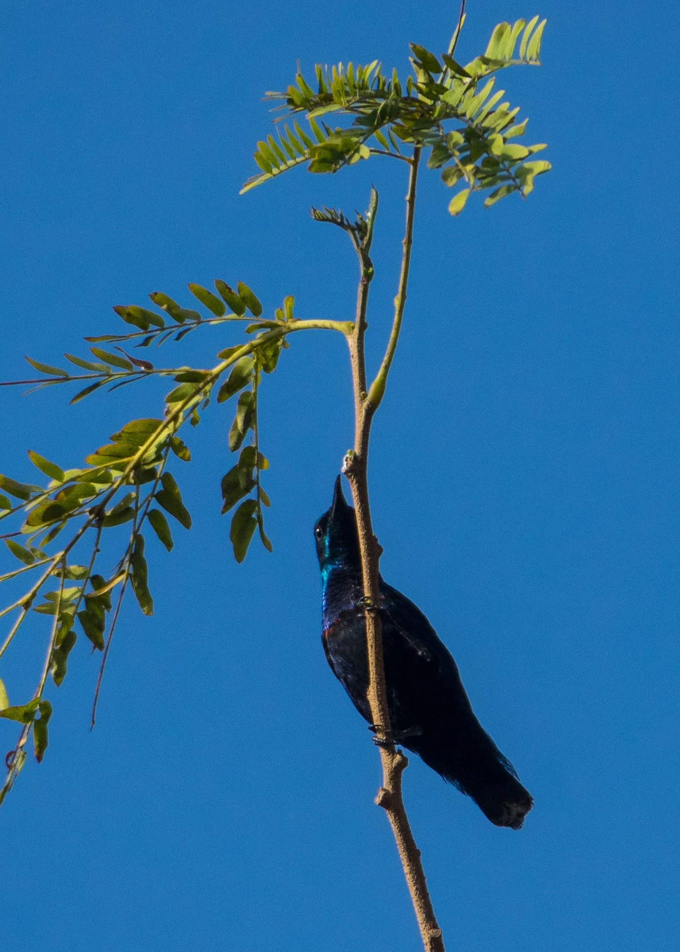 2023 04 Pune First Week - 95.jpeg