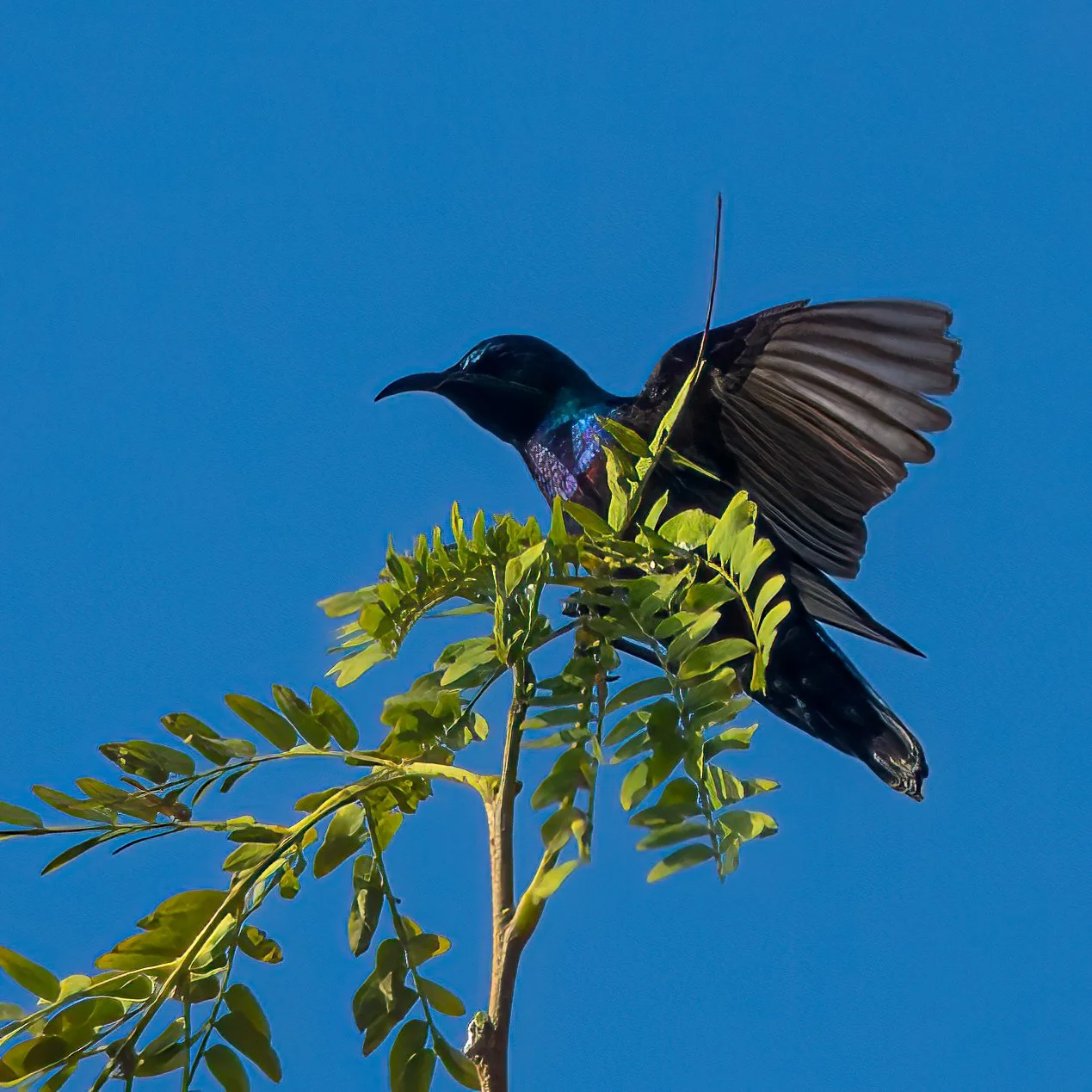 More Purple Sunbirds.