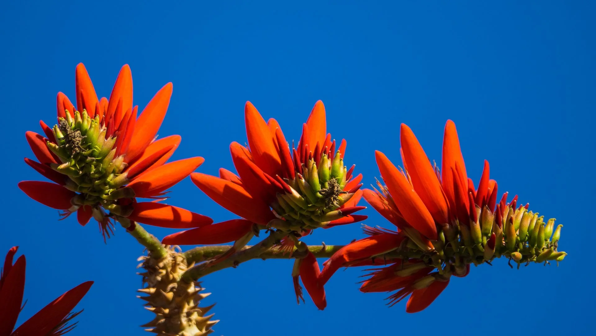  There were these cool trees with bright orange flowers.  
