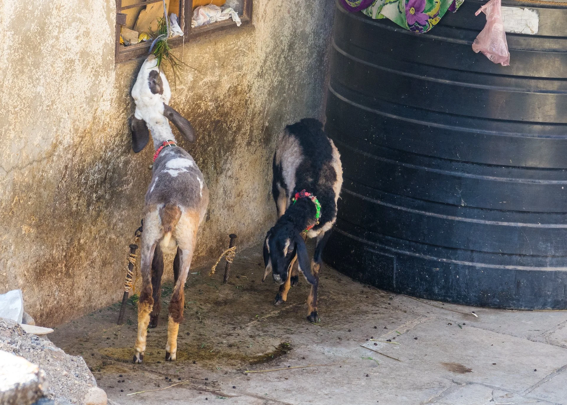  And in the village, there were goats! 