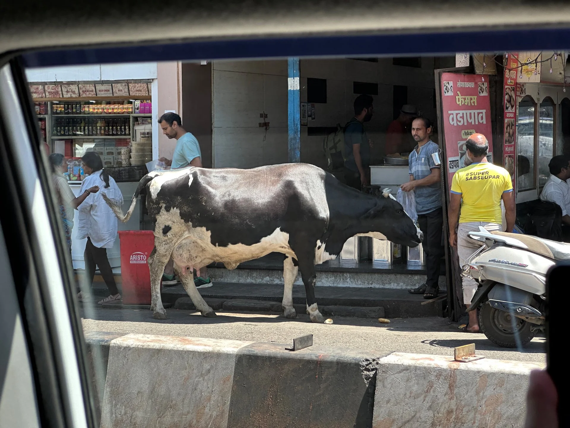  More random cows… 