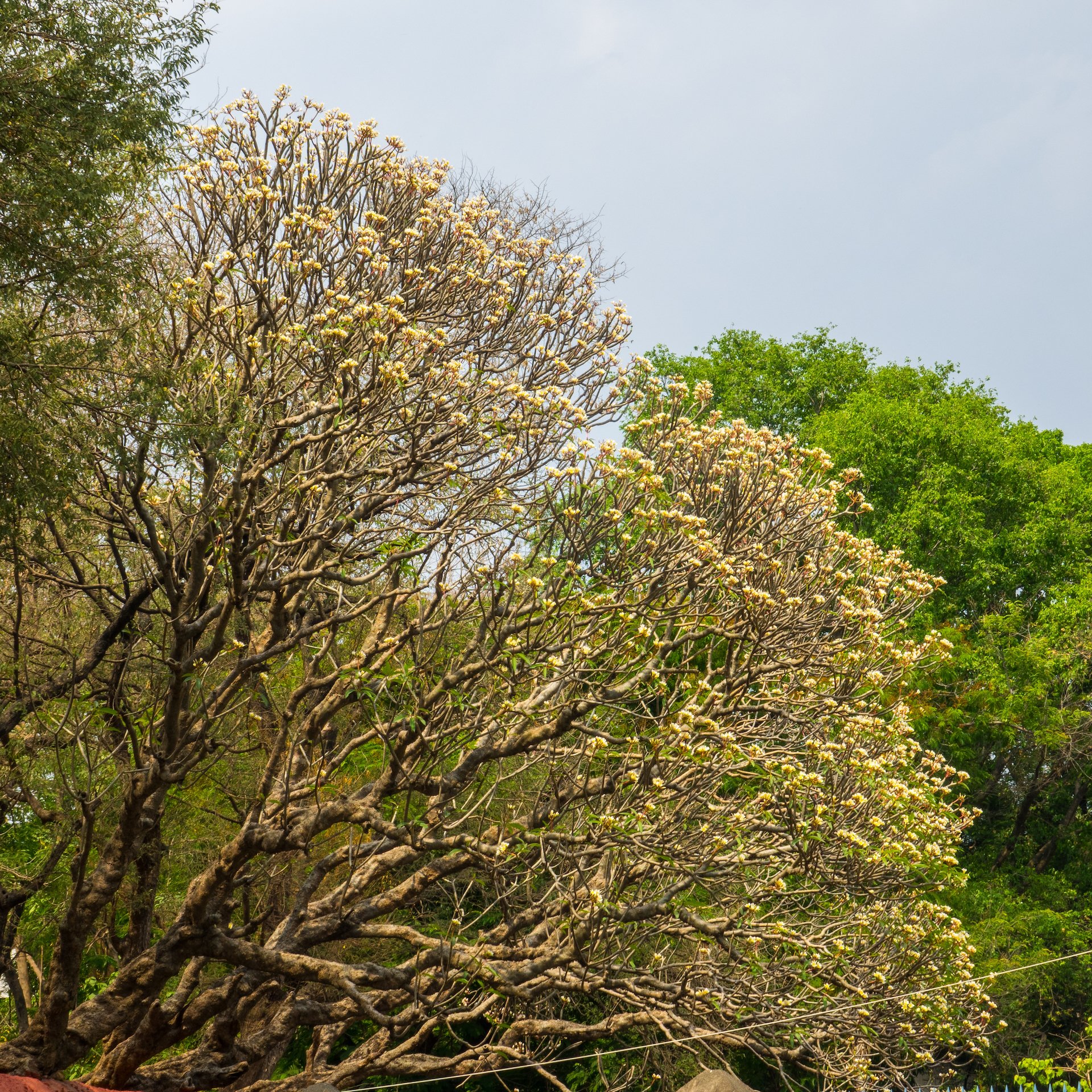  Outside the temple there were some huge plumeria trees, the largest I’d seen. 