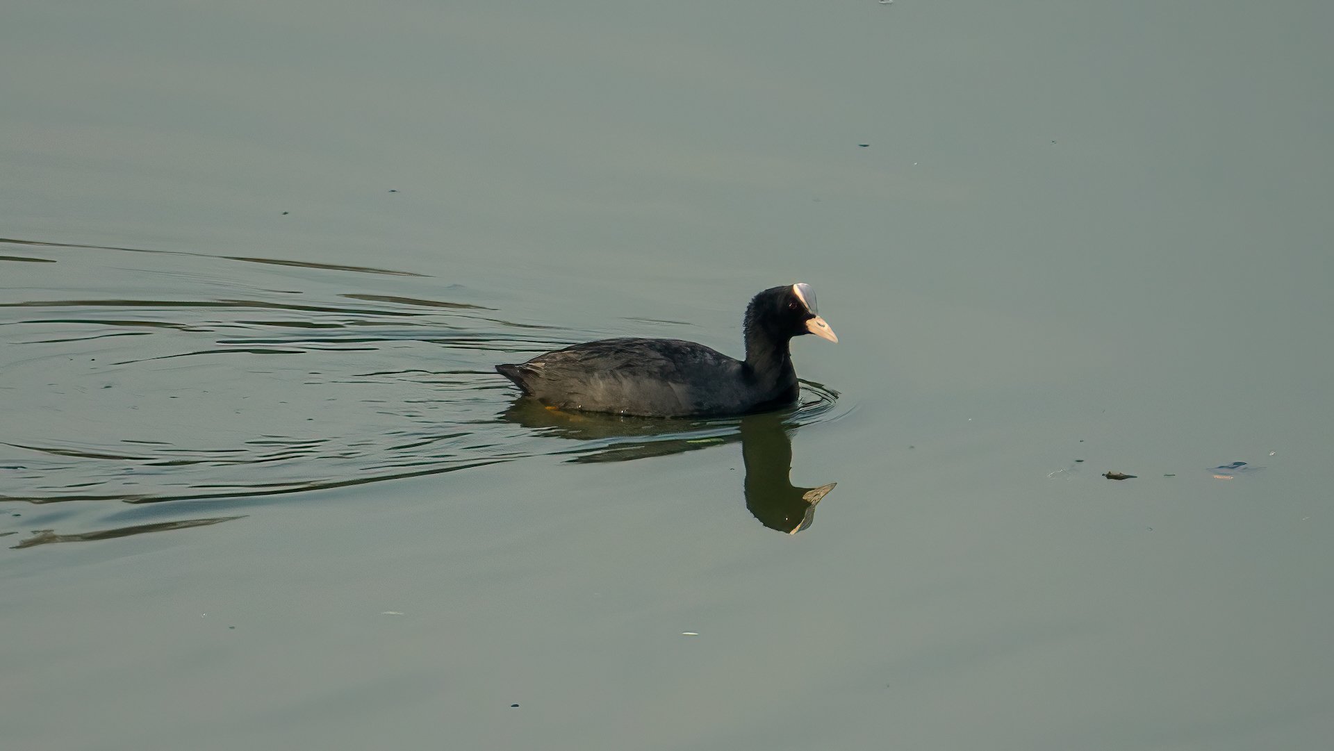  Eurasian Coot 
