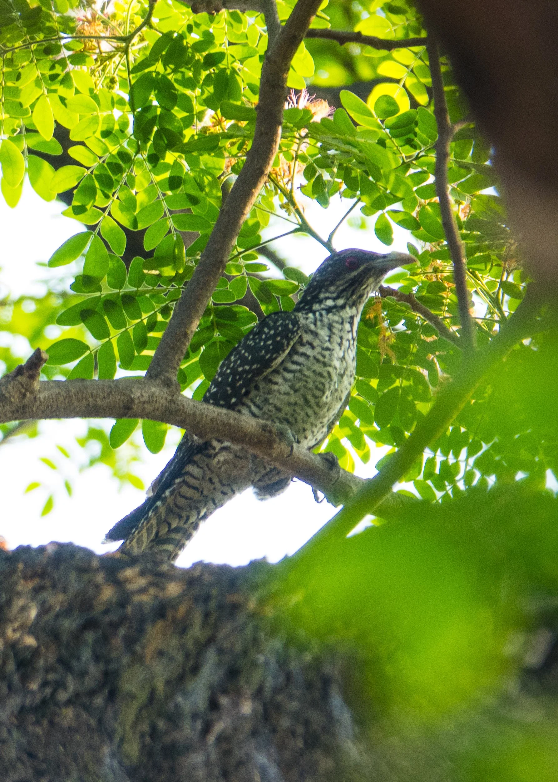  Asian Koel 