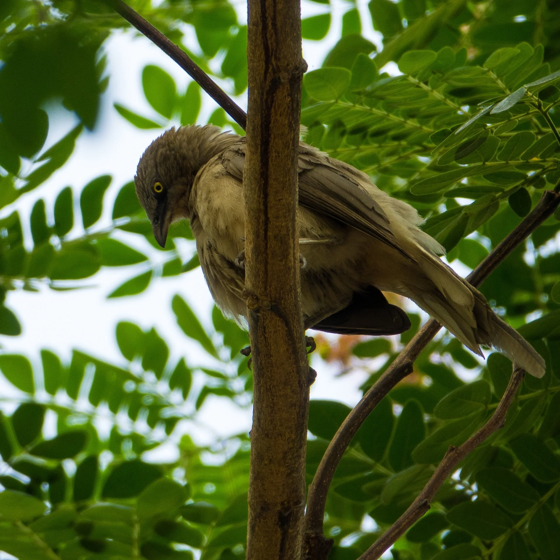  Large Grey Babbler 