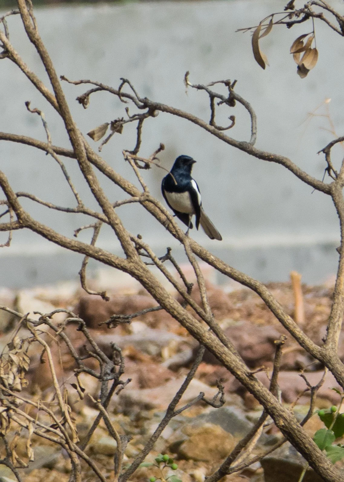  Oriental Magpie-Robin 