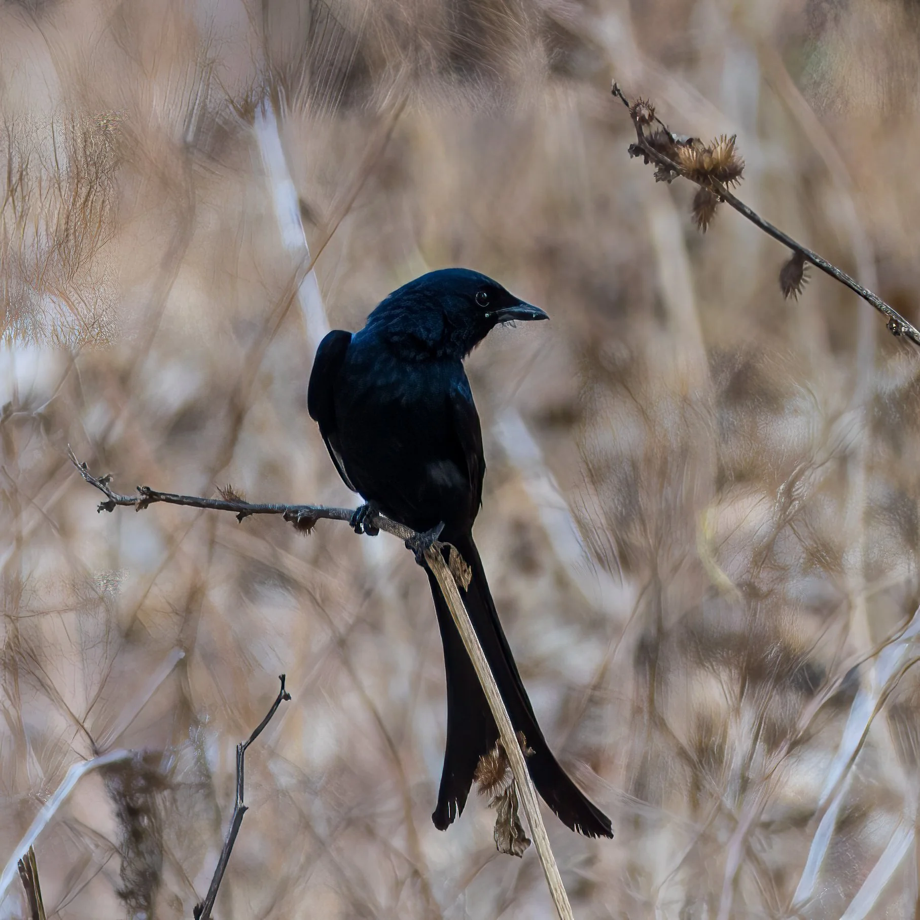  Black Drongo 