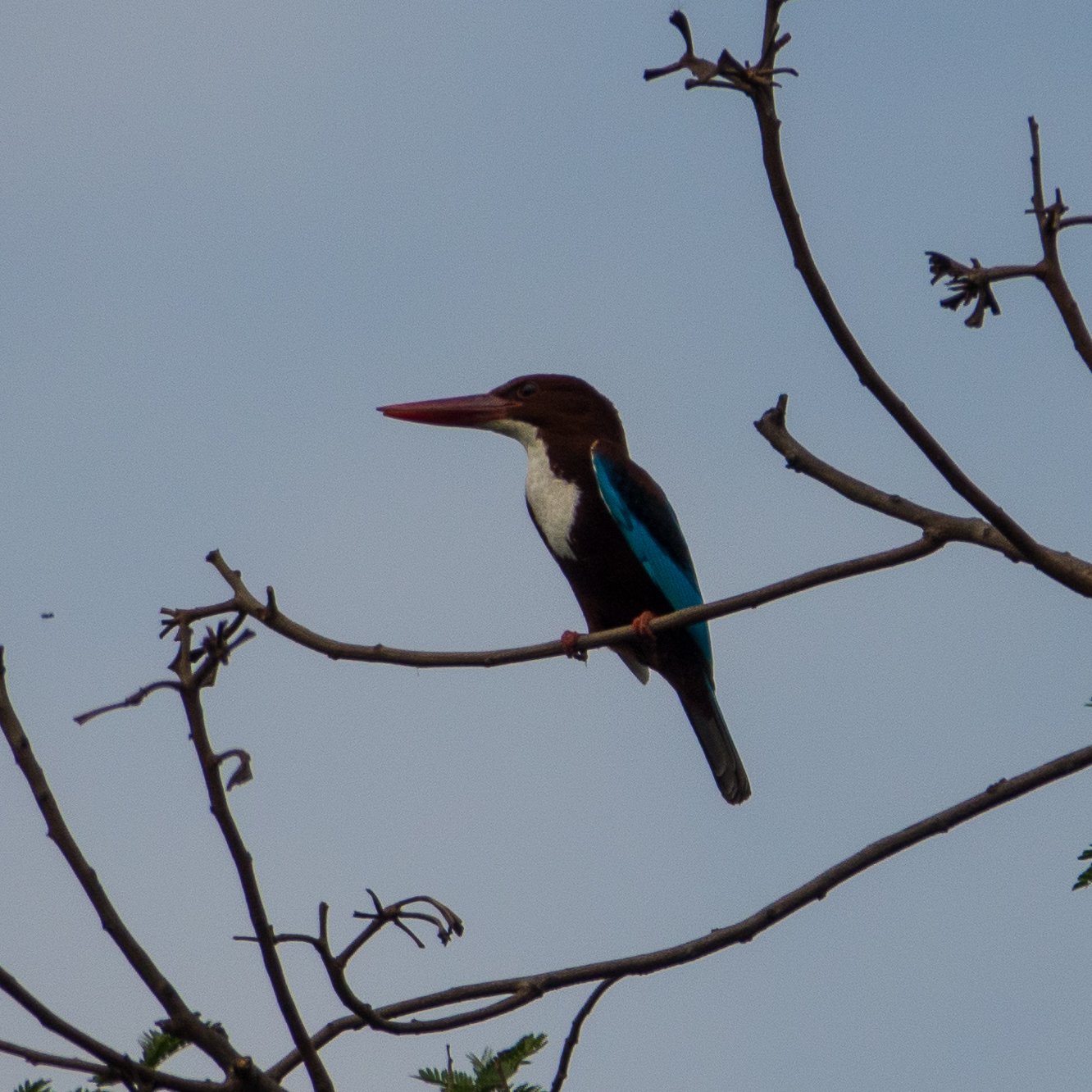  White-throated Kingfisher 