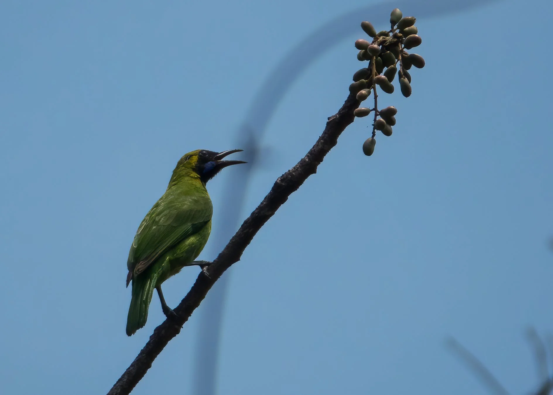  There were some actual birds at the sanctuary. 