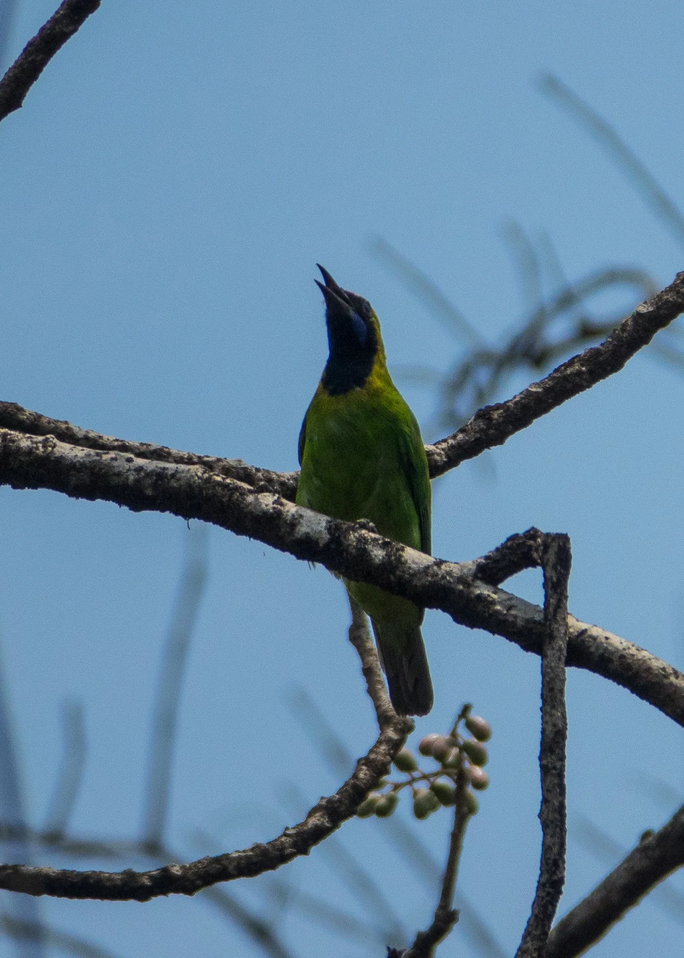  This is a Golden-fronted Leafbird - quite beautiful. 