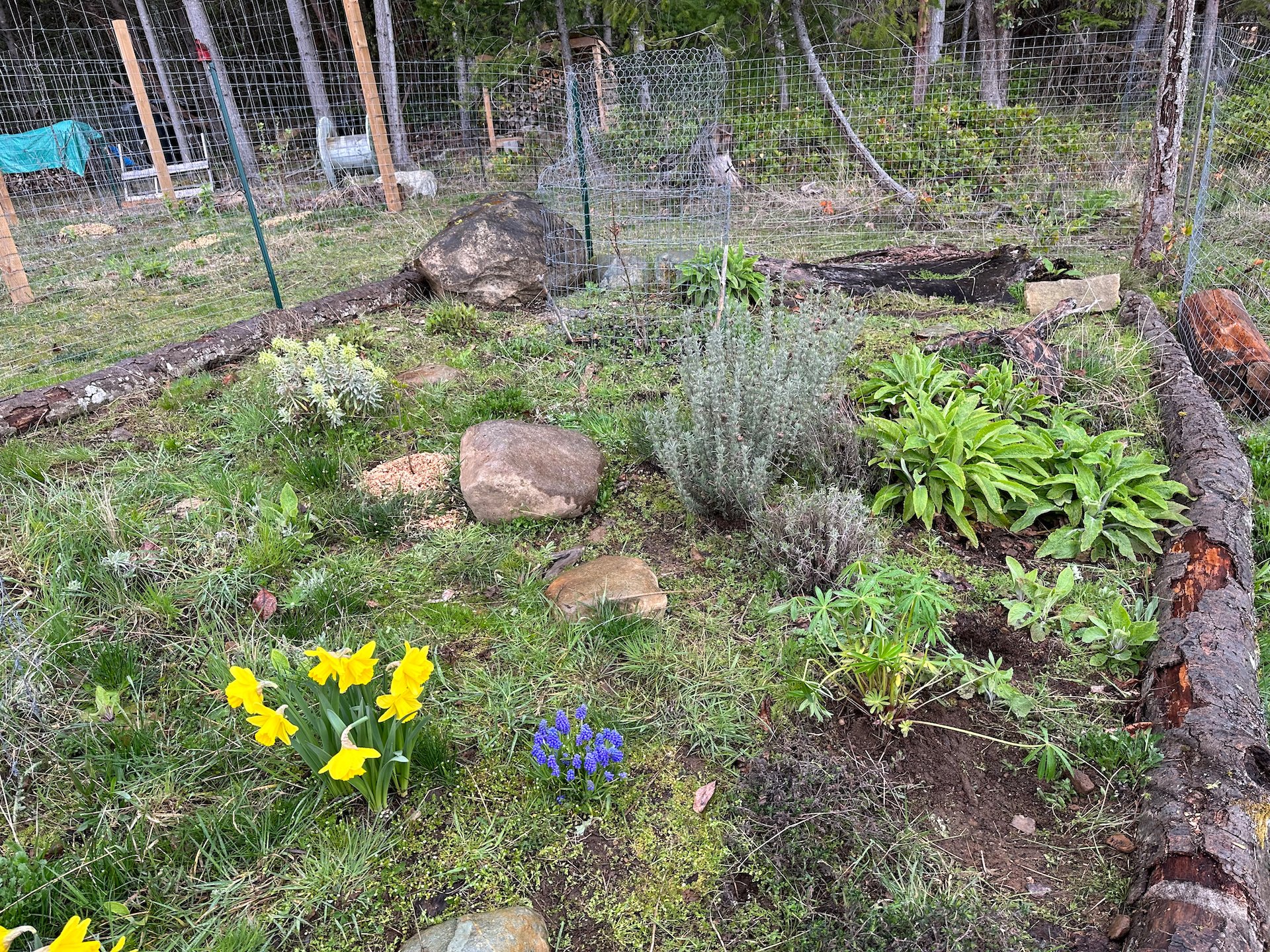  The new garden (the “Deer Garden” that Justine created last year is really looking great.  