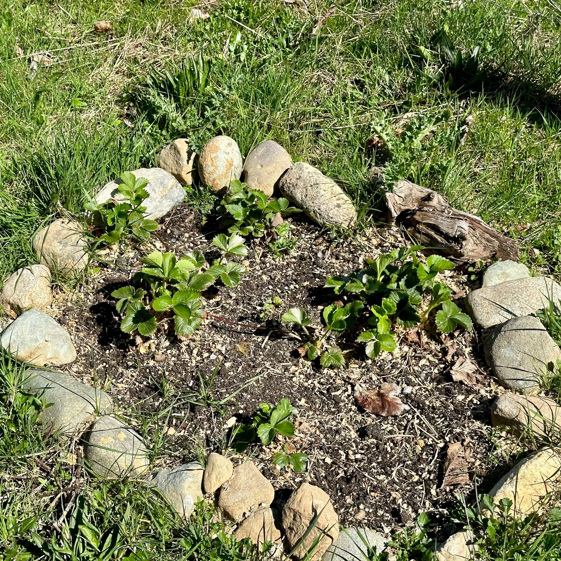  The strawberries are doing well. 