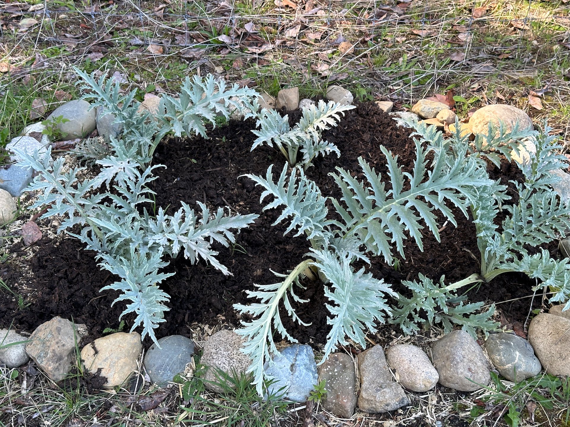  The artichokes have survived the winter,  