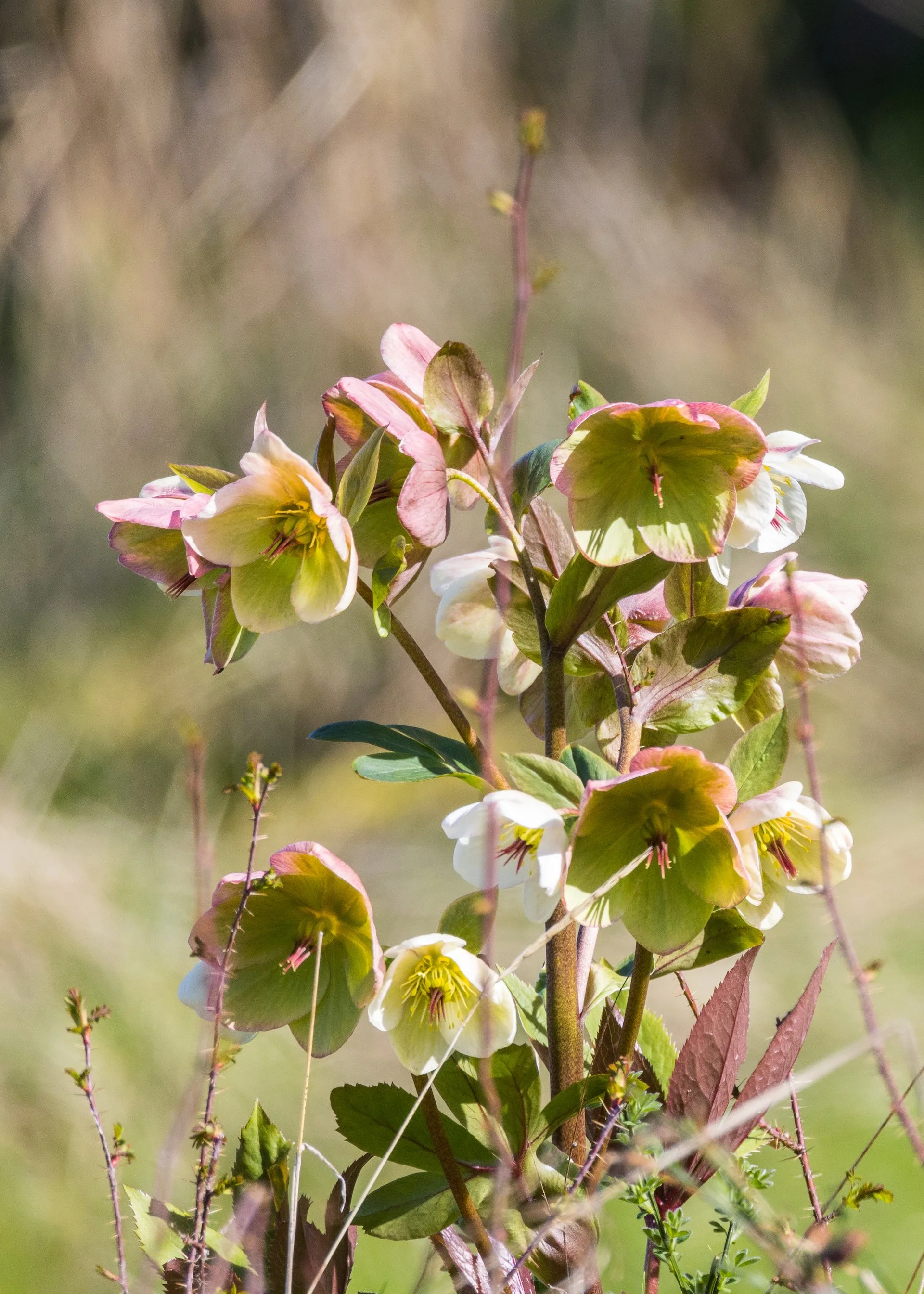  Justine has planted two types of hellebores. So far so good. 