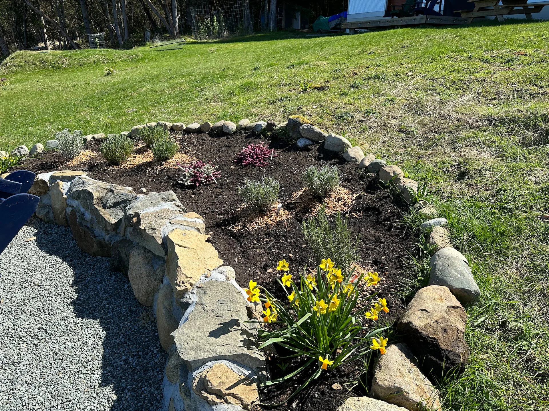  We mulched the new plants to hopefully help them survive the dry summer. 