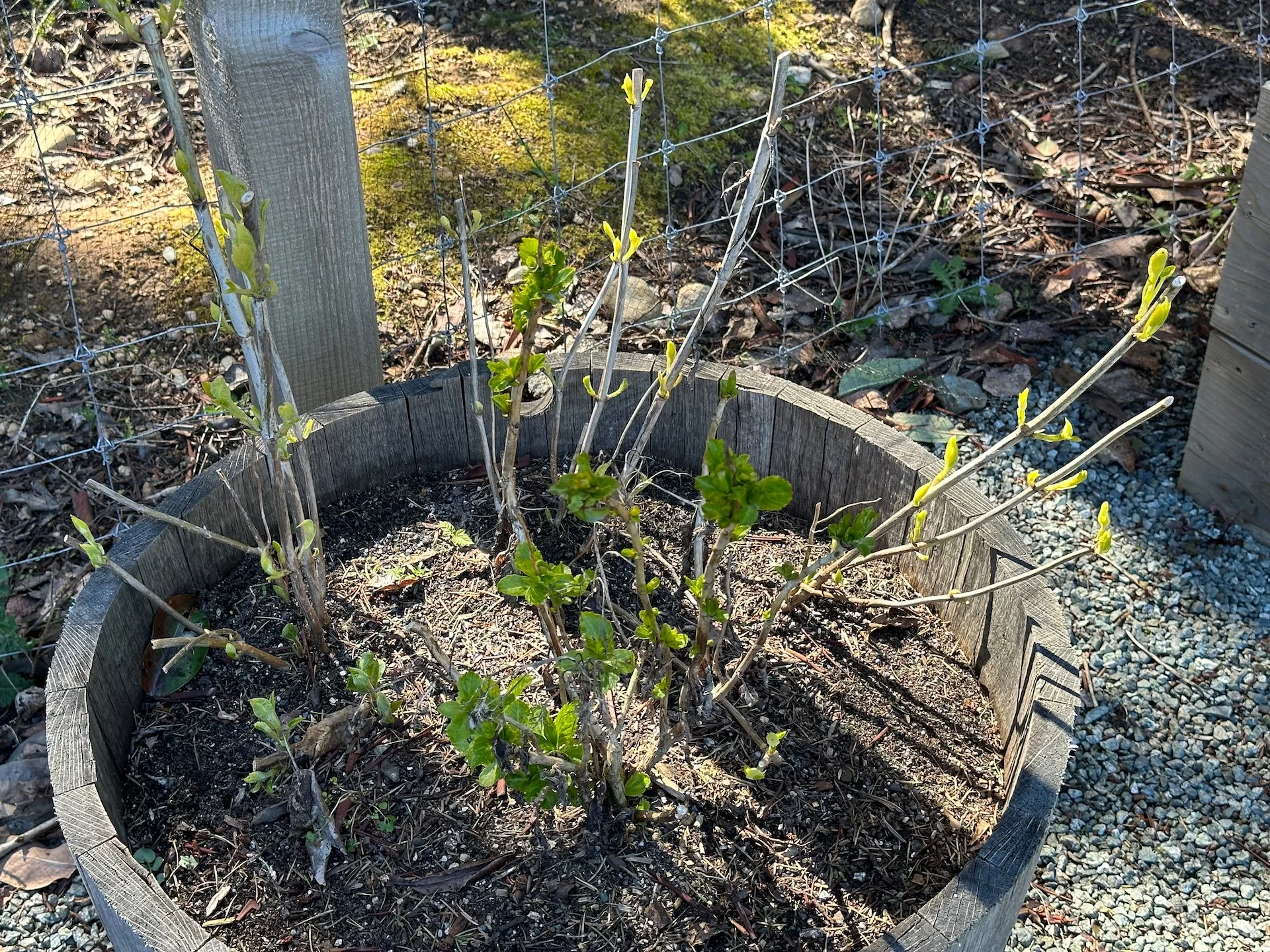  My hops are coming back  -I hope they do better this year. 