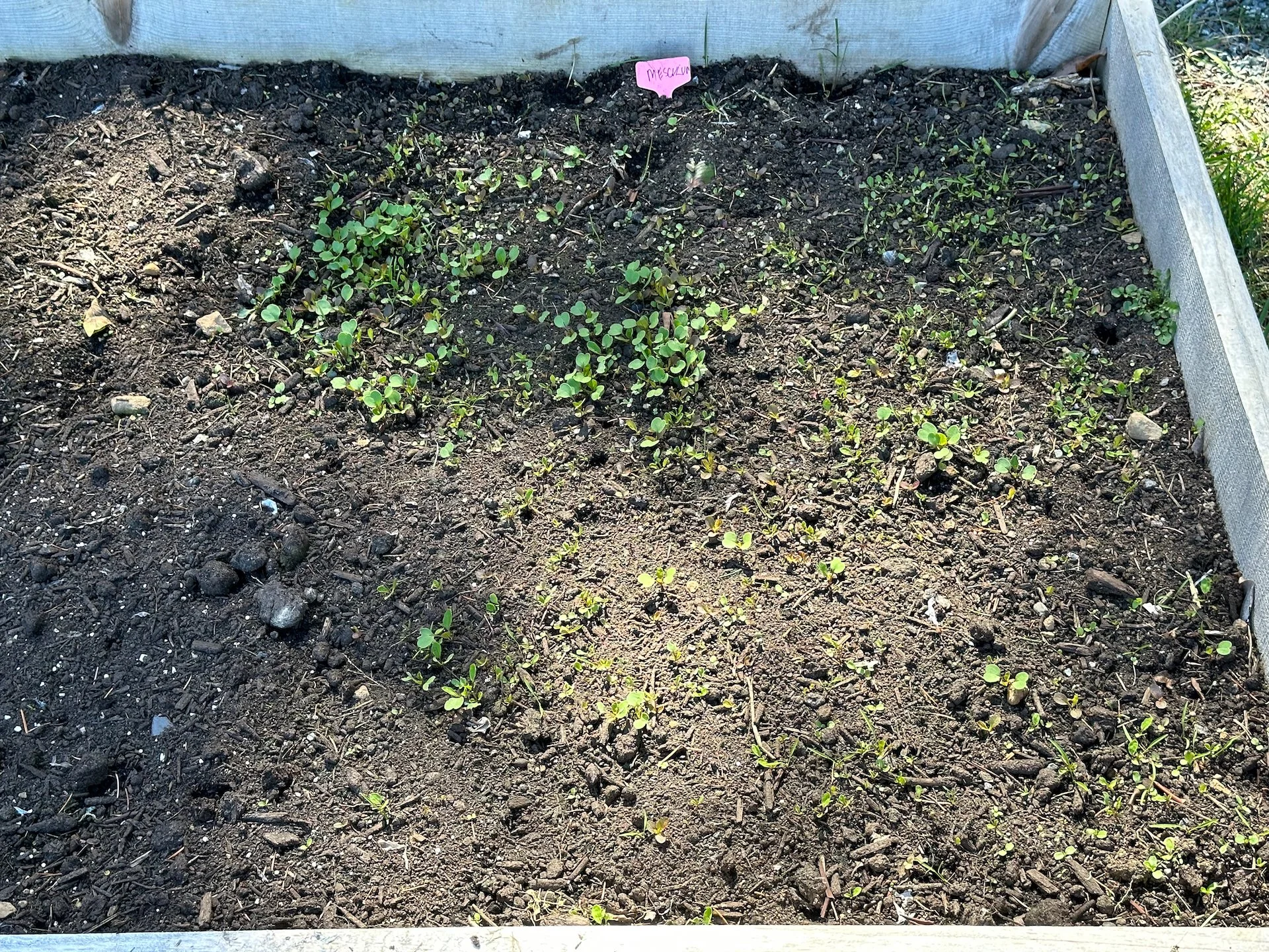  The microgreens are sprouting as well. 