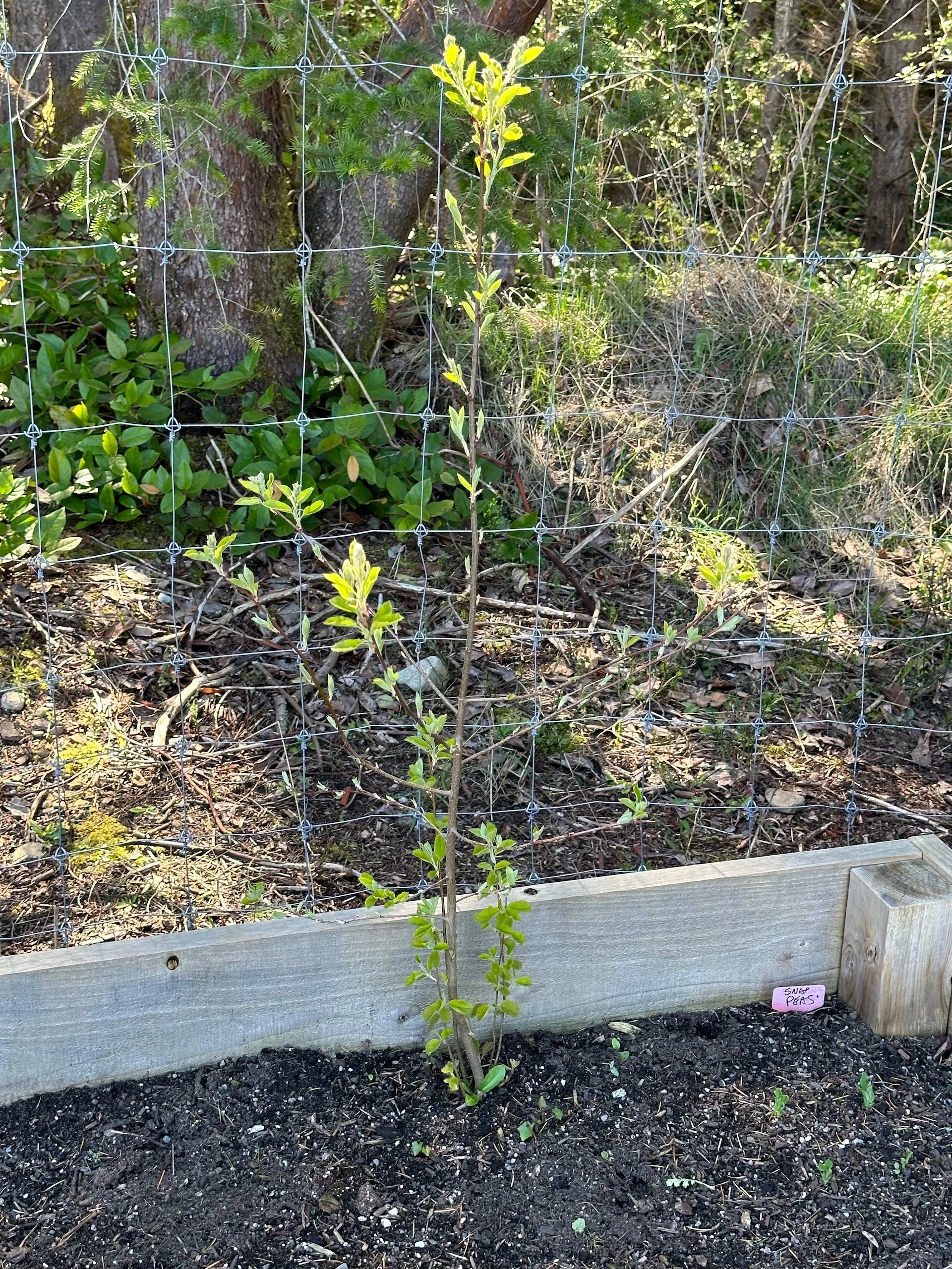  This salmonberry (or maybe Saskatoon Berry?) bush likes the soil in the garden. This one is way bigger than the ones with the raspberries.   