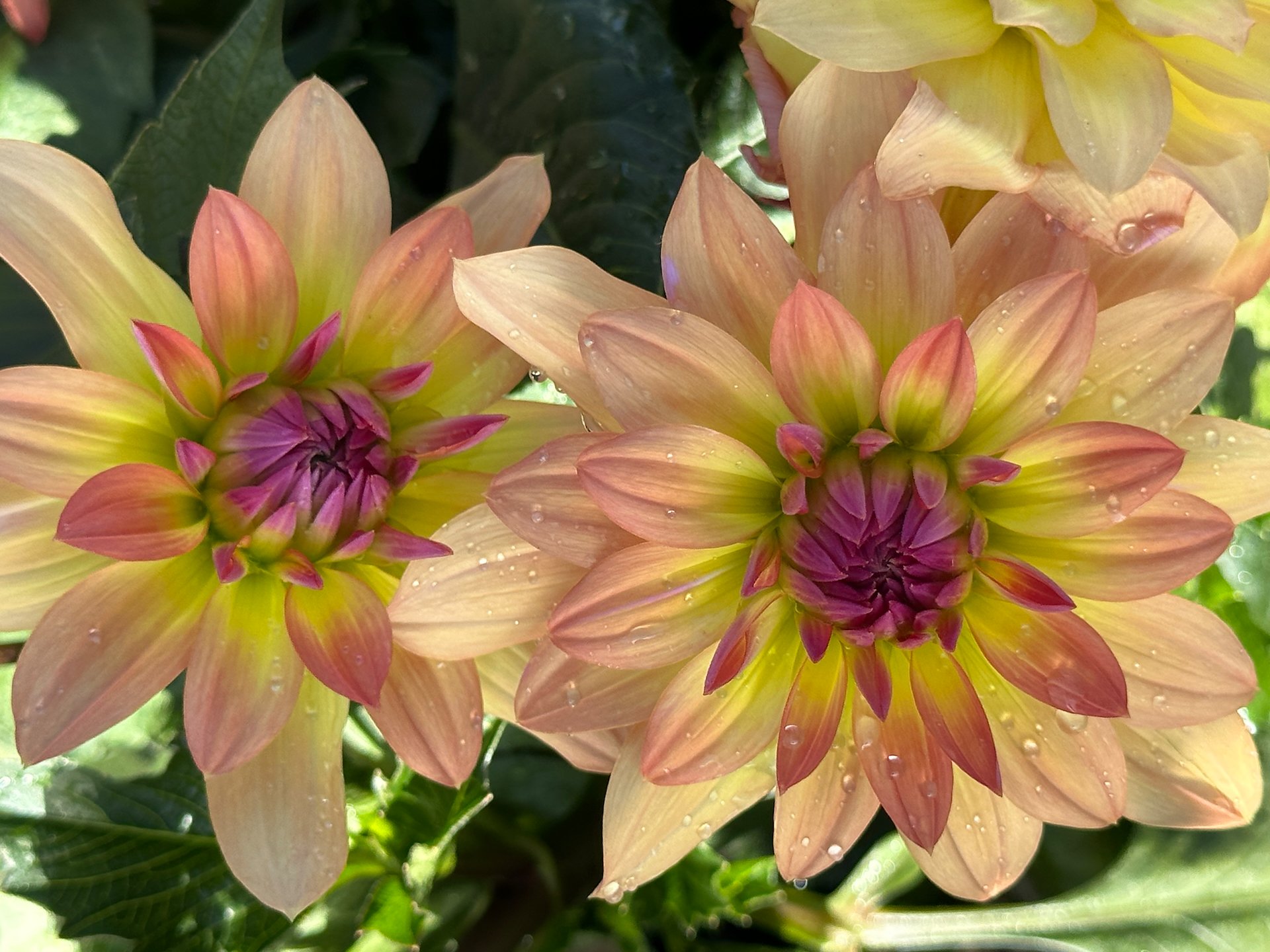  Justine picked some beautiful dahlias to be the center price this year.  