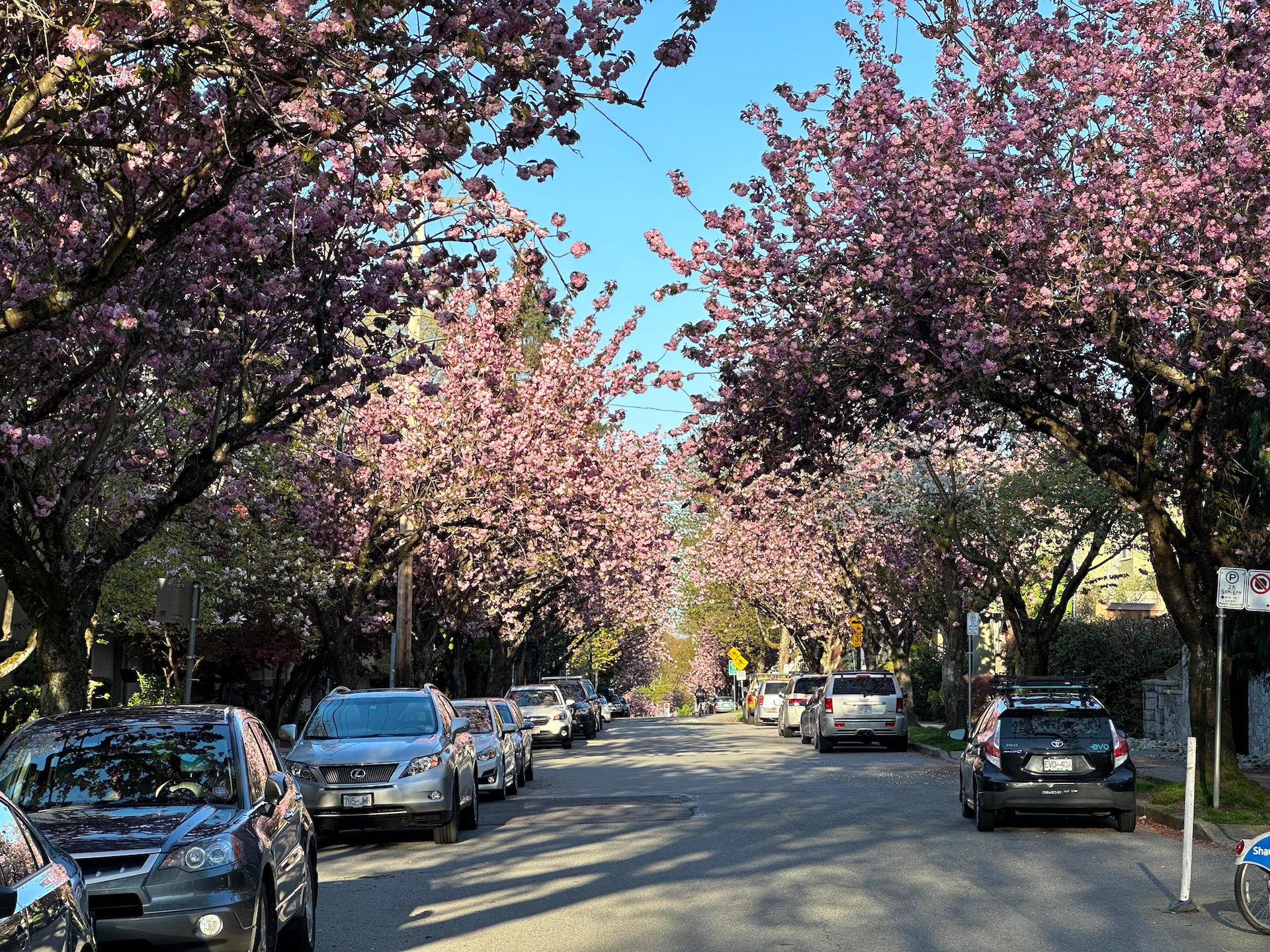  7th Avenue runs just above our building and has the most amazing cherry blossoms. This stretch is late blooming.  