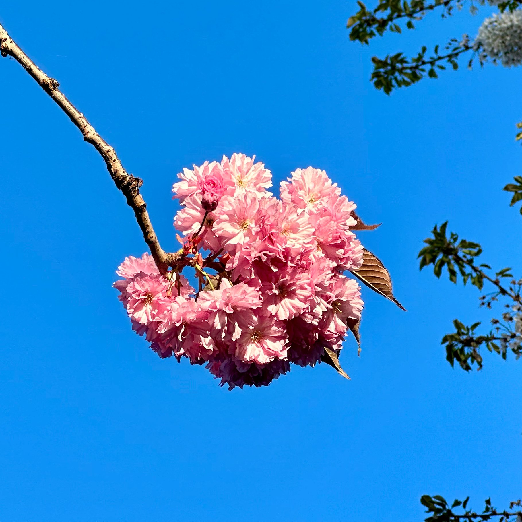 Spring Photos - 9.jpeg