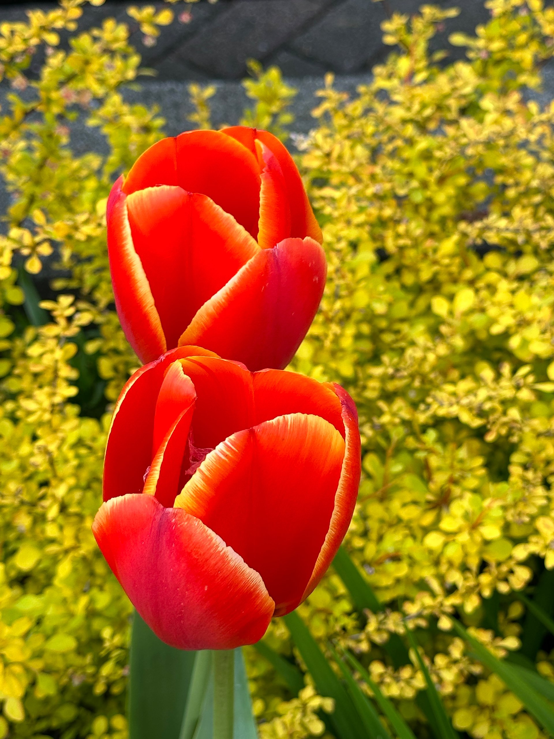  There’s a small public park near us that always has the most amazing tulips in the spring. 