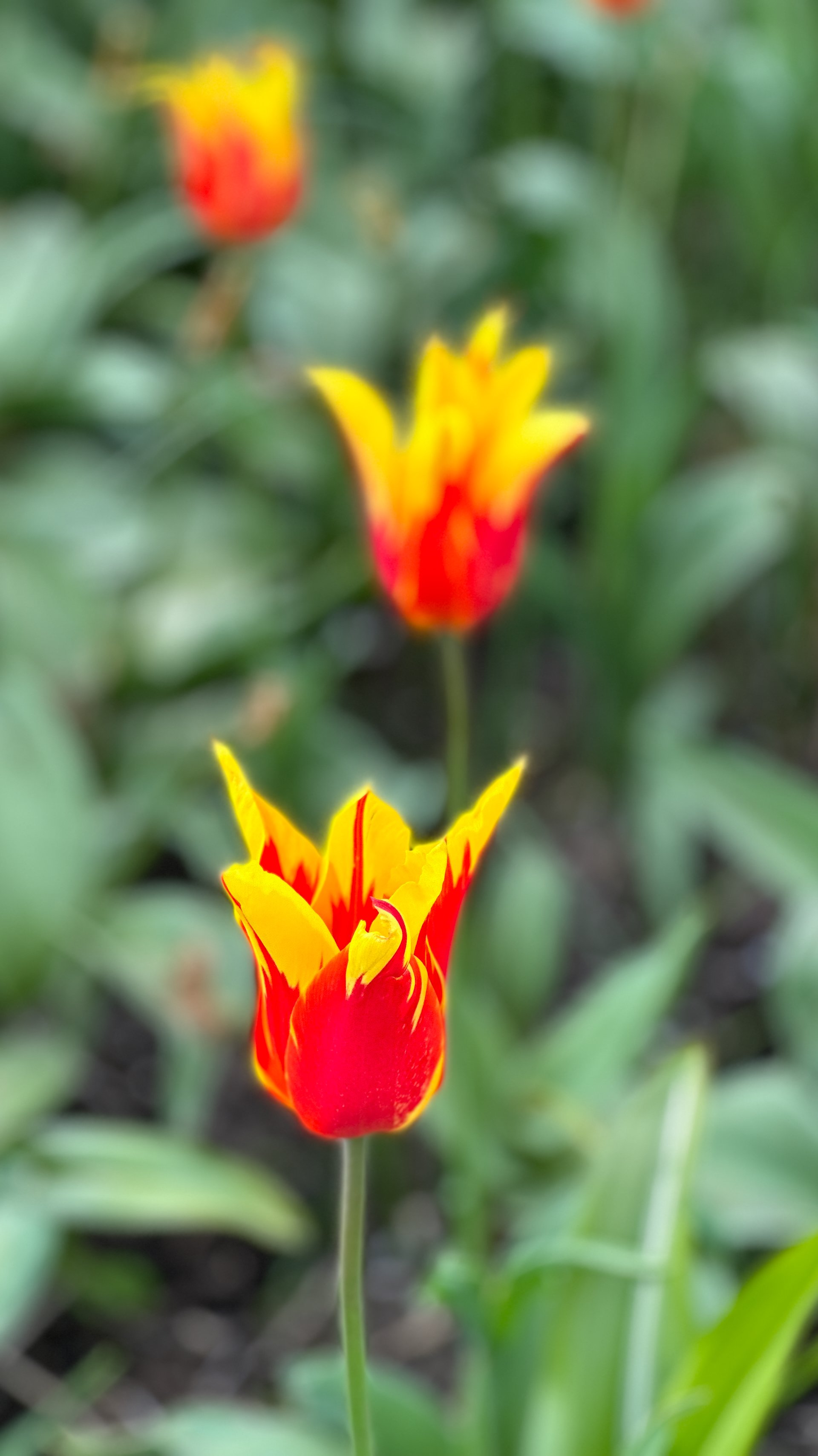  More very cool tulips. 