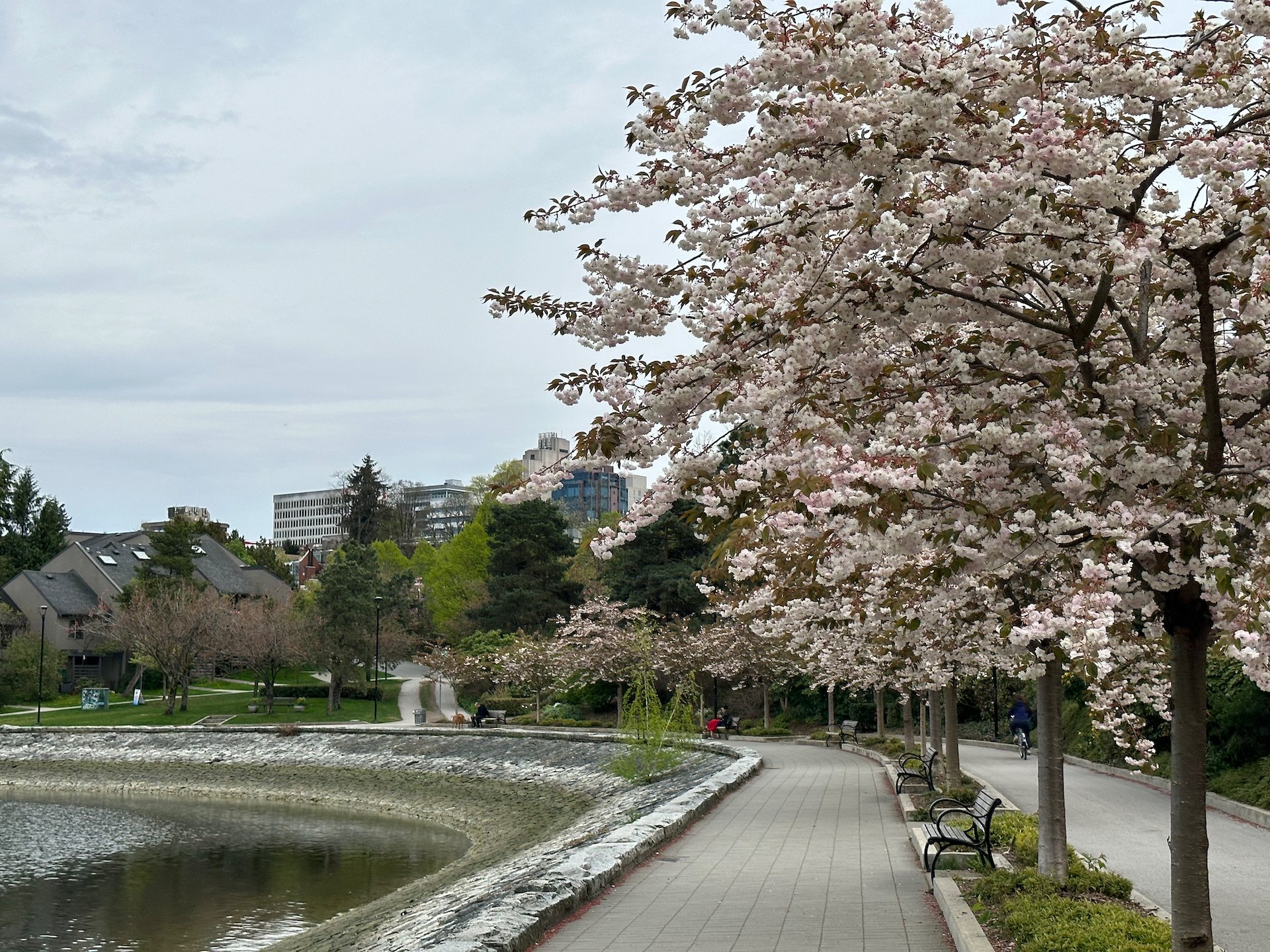  The blossoms along the seawall are also later than many. 