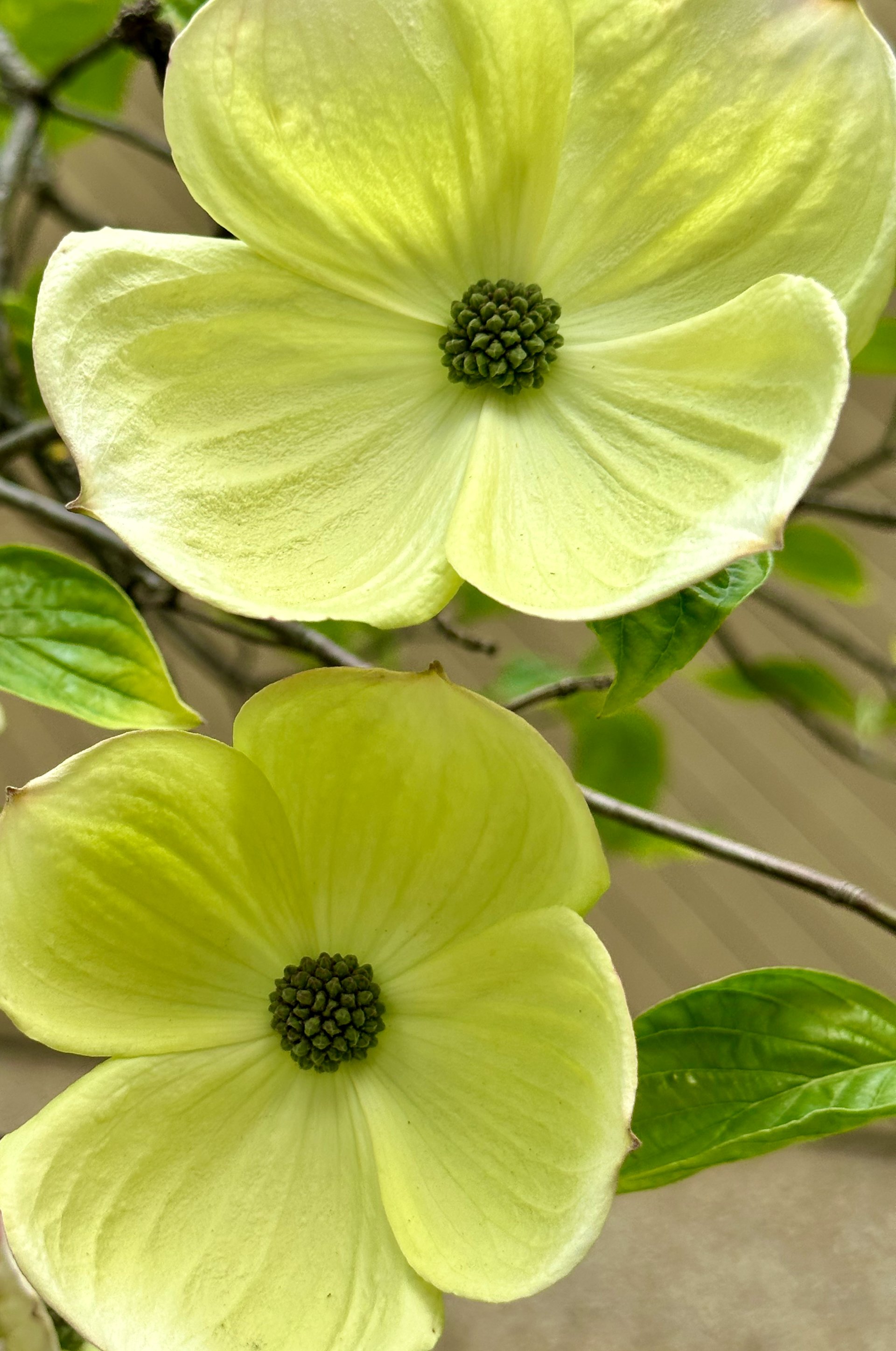  The dogwoods are also in full bloom. 
