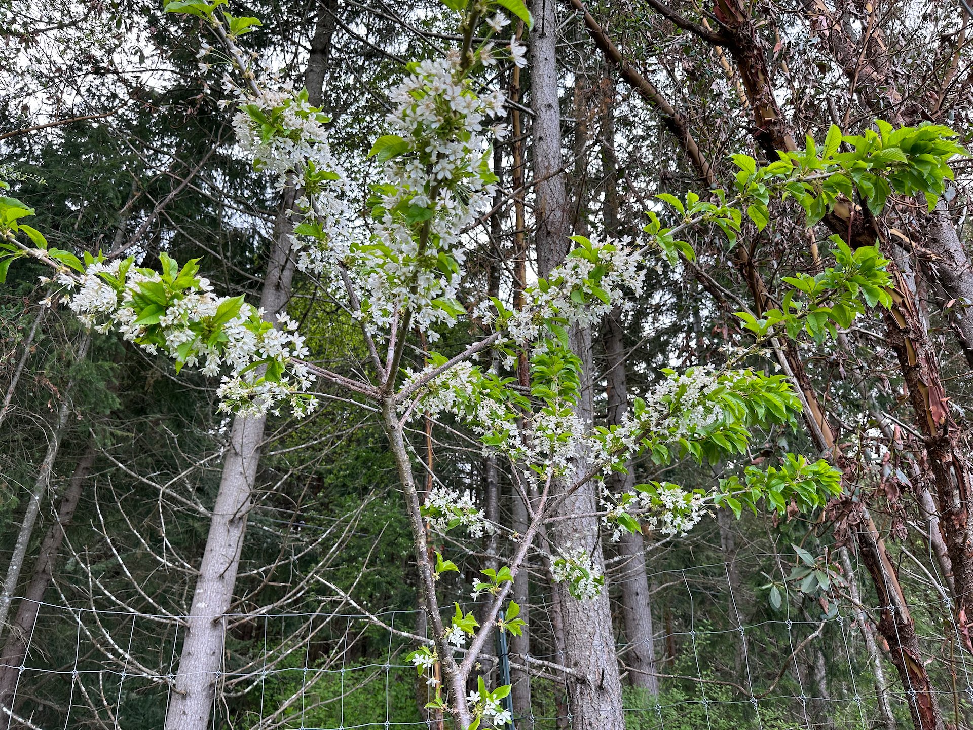  The “big” cherry tree is full of blossoms! There’s some hope we’ll get some fruit this year! 