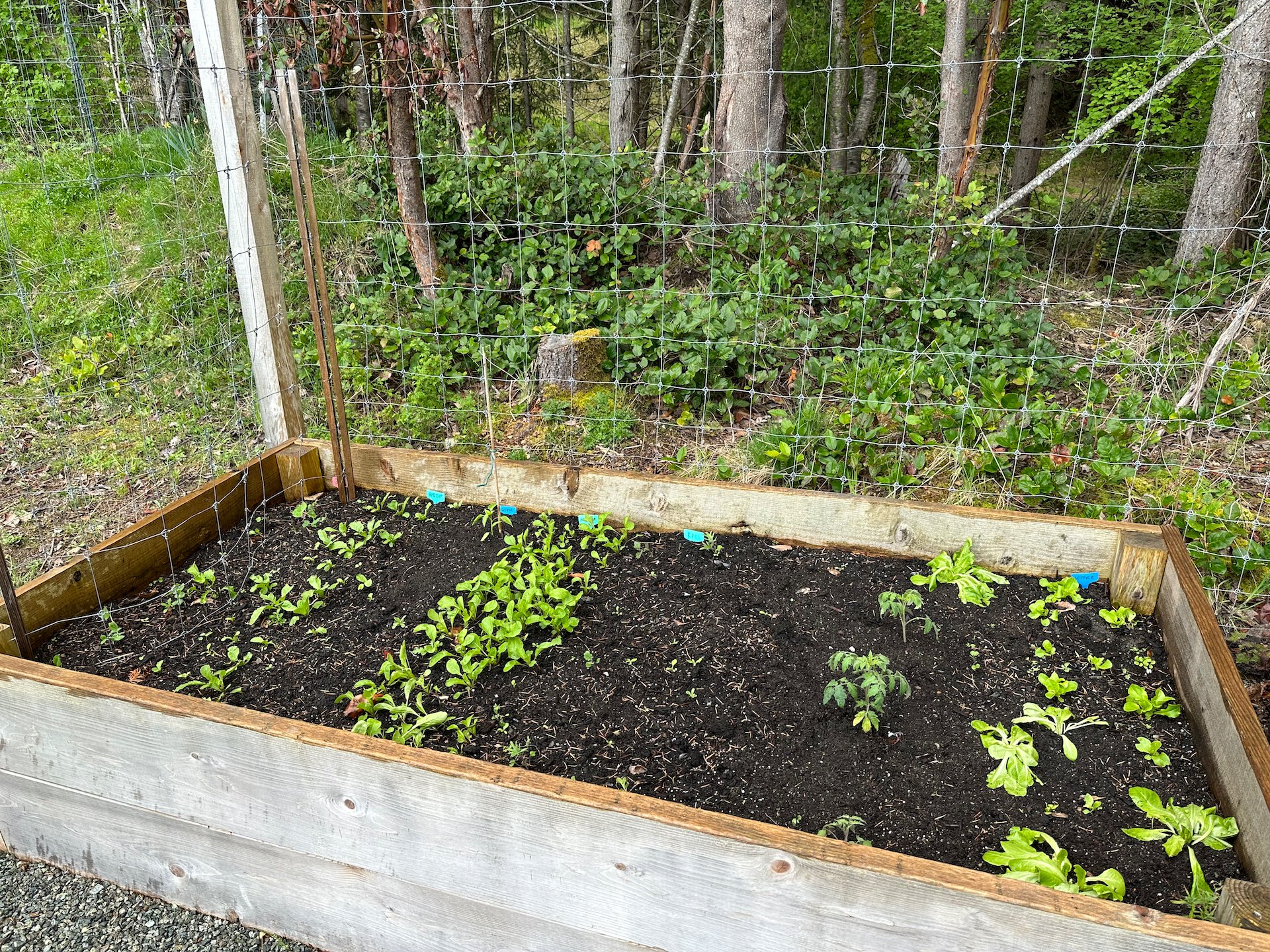 Garden Box #1