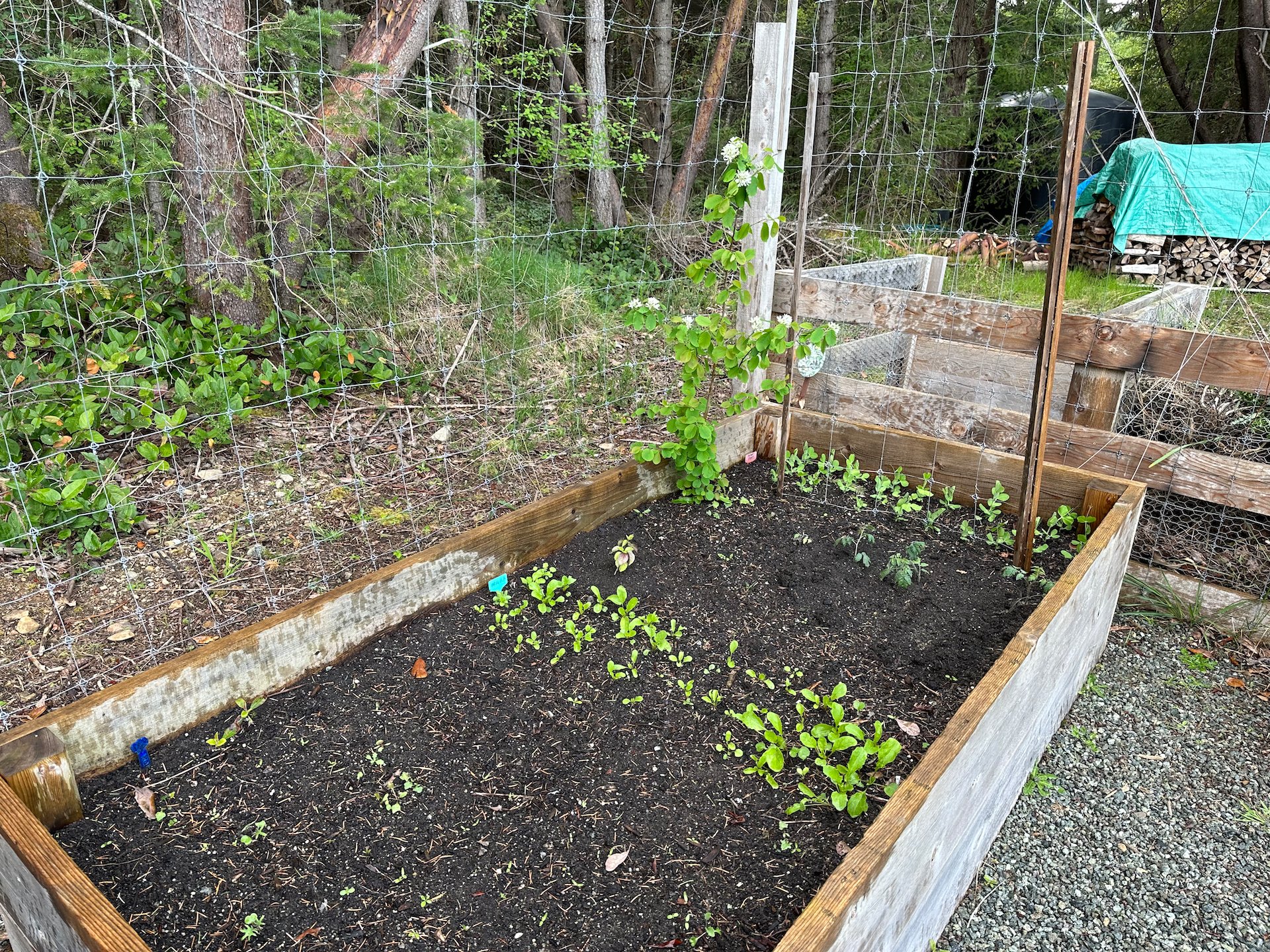 Garden Box #2