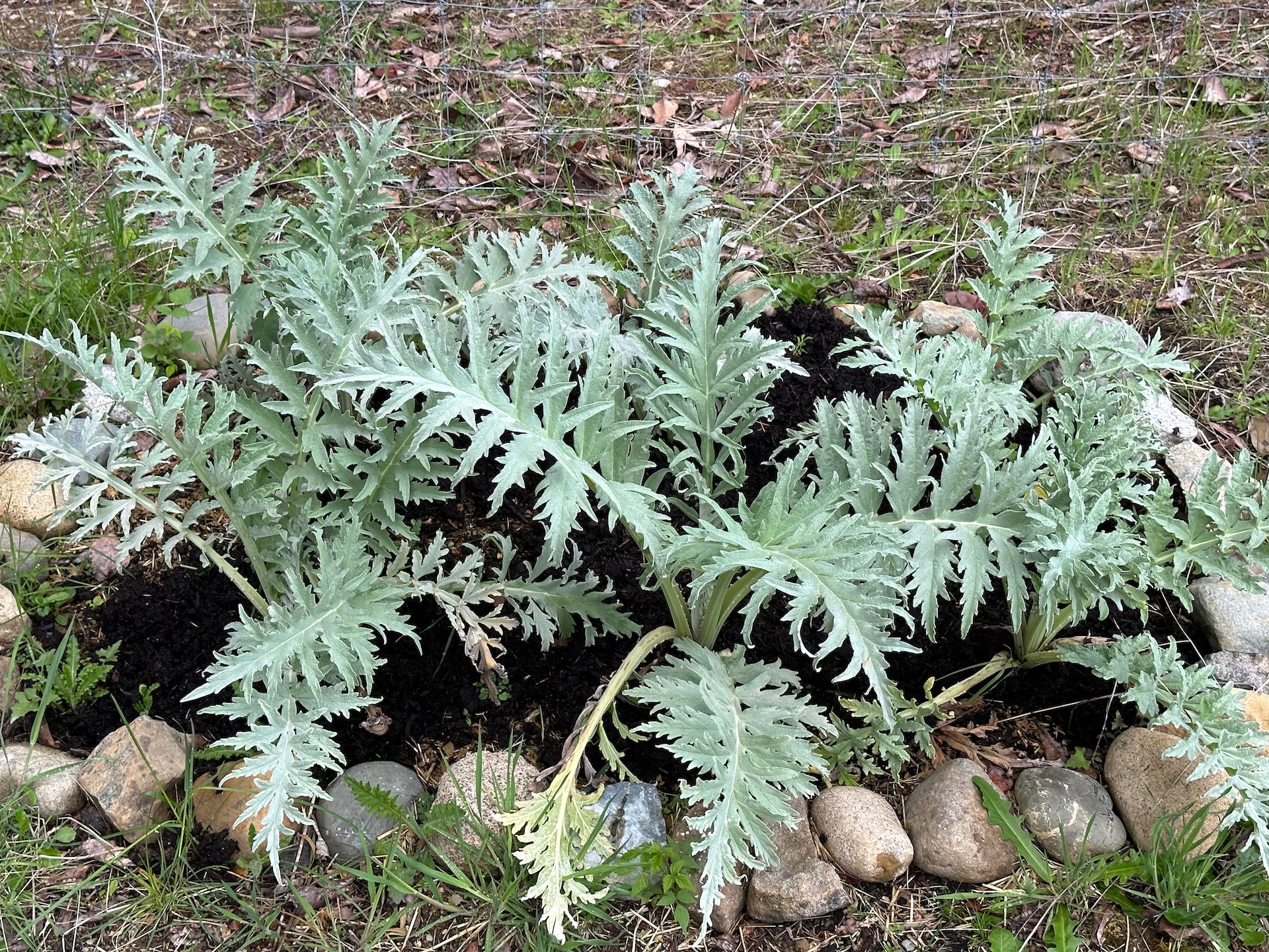  The artichokes are looking good! 