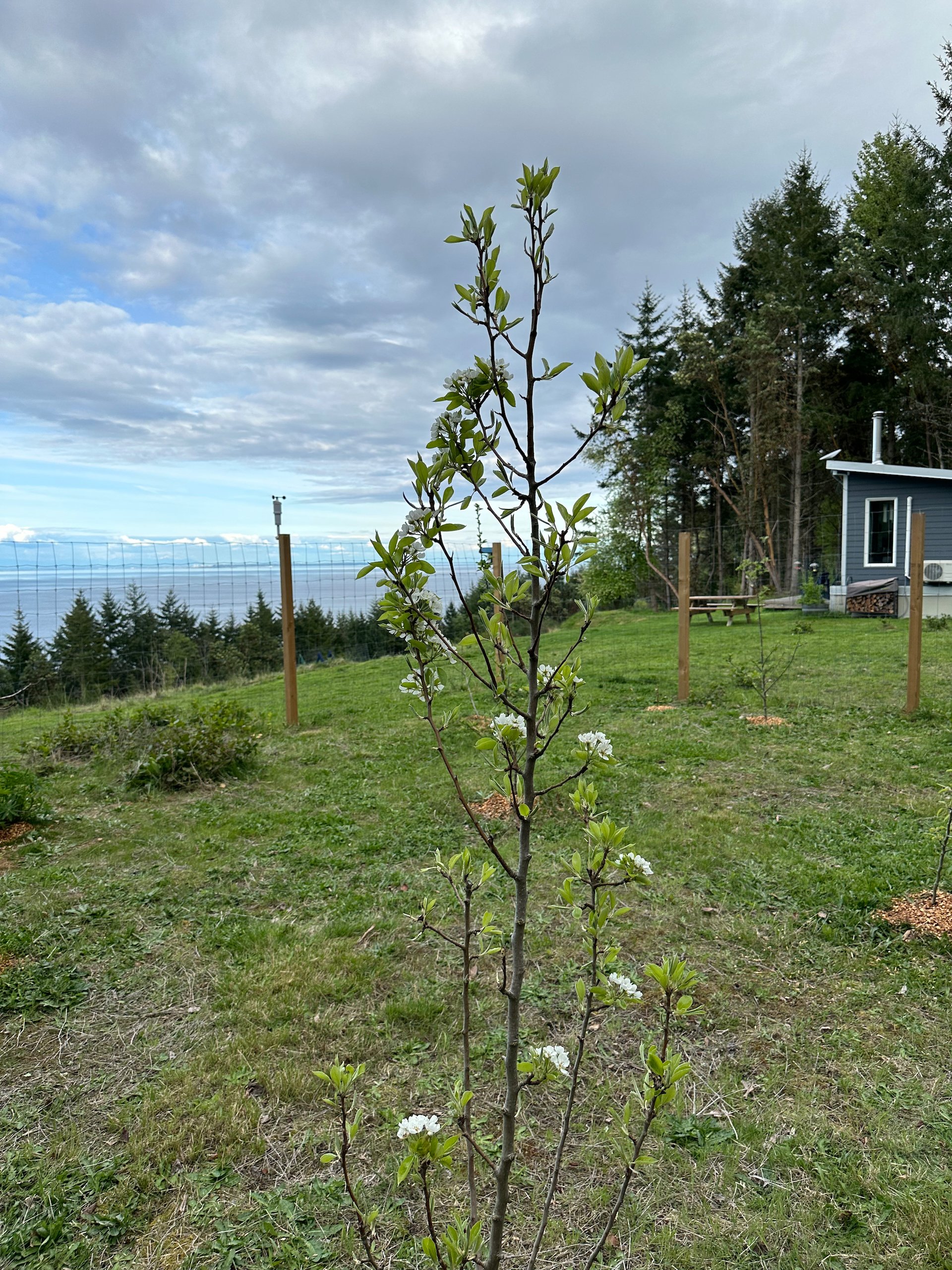 Bartlett Pear