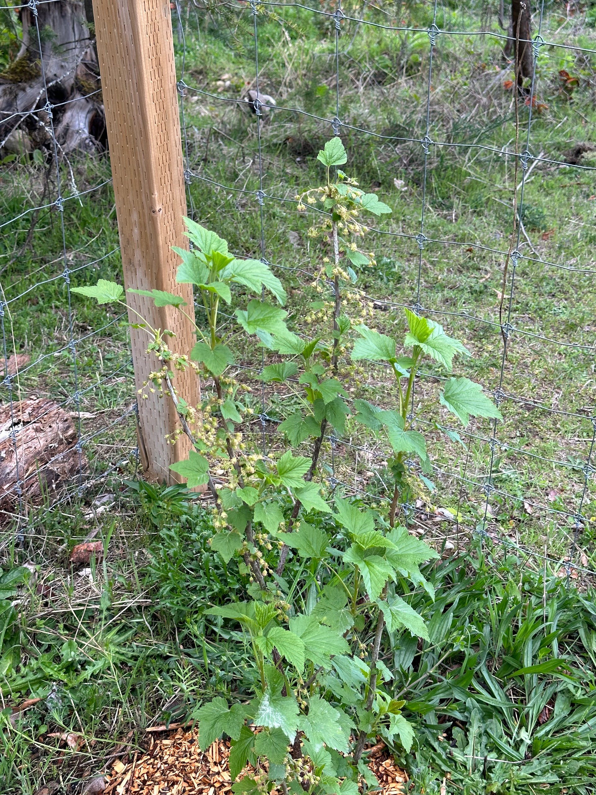 Black Currants 