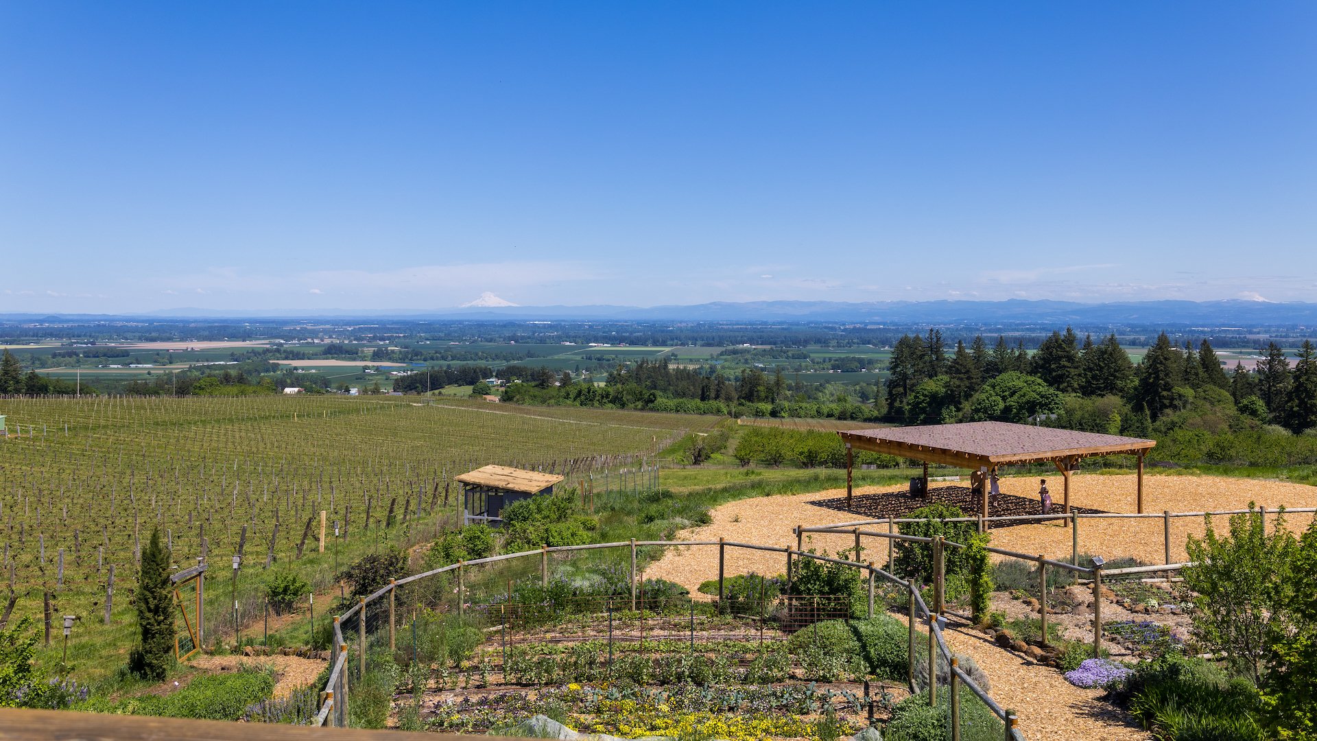  Sweeping views across the vineyard, with Mount Hood in the distance. 