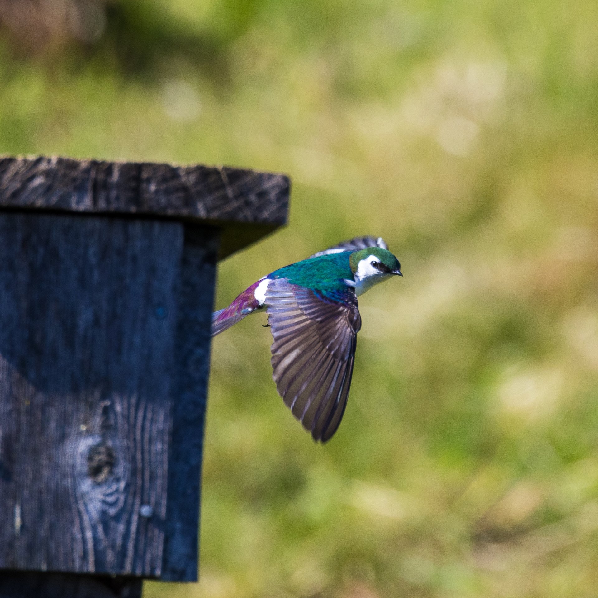 Prtland Road Trip - 40.jpeg