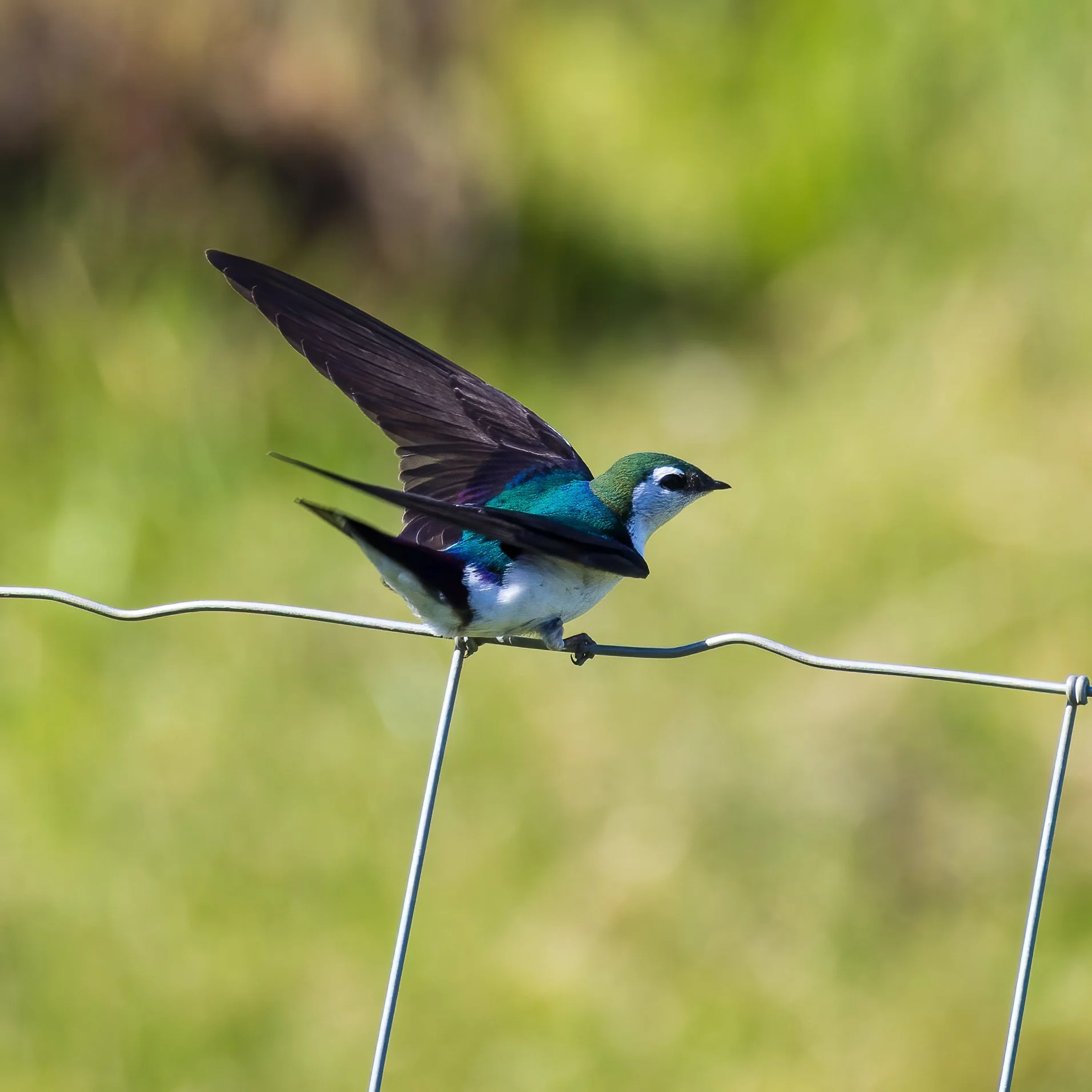 Prtland Road Trip - 52.jpeg