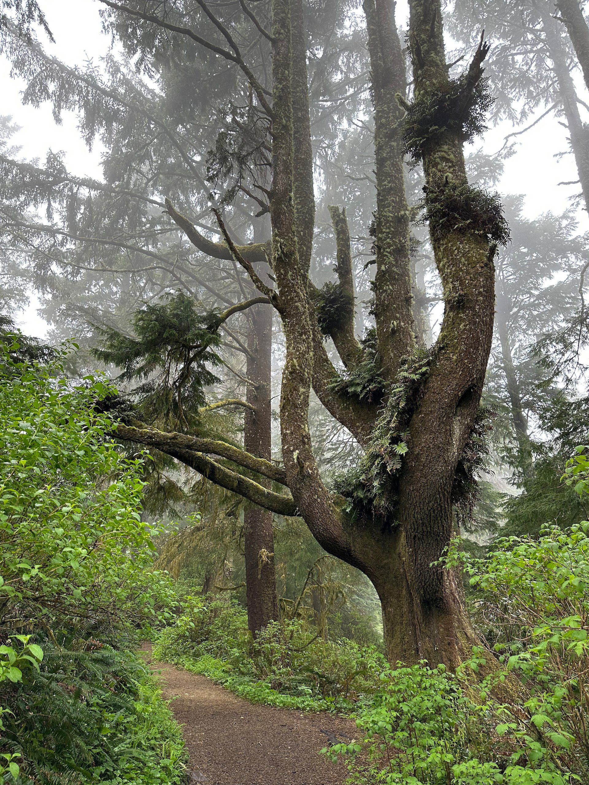 There are some large trees in the park.  