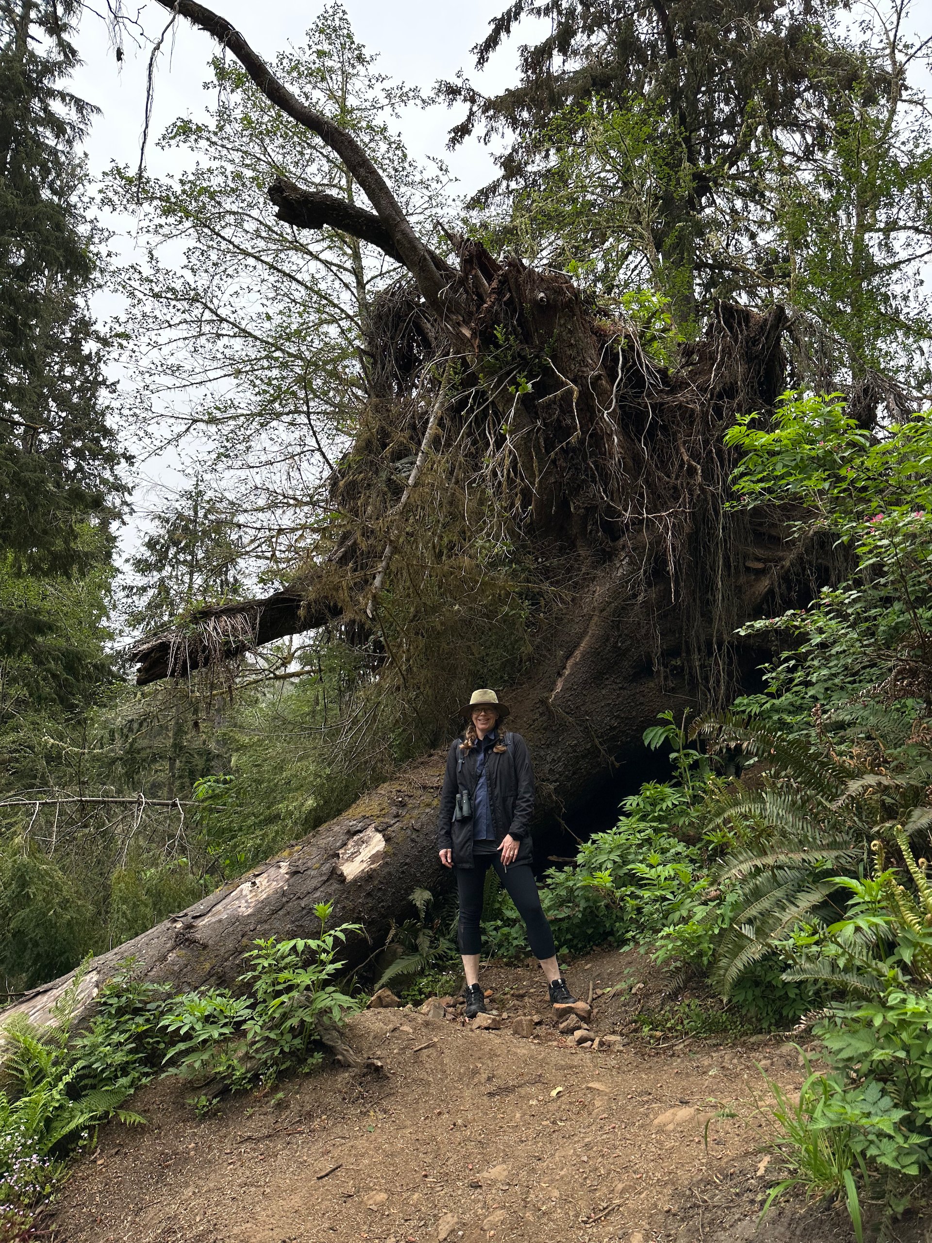  This huge tree had come down in a fairly recent storm, forcing them to re-route the trail around it.  